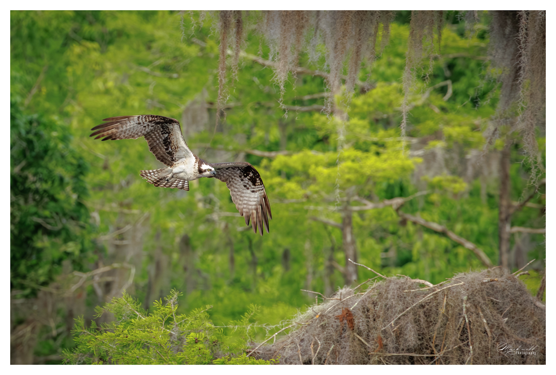 Osprey Blue Cypress Lake