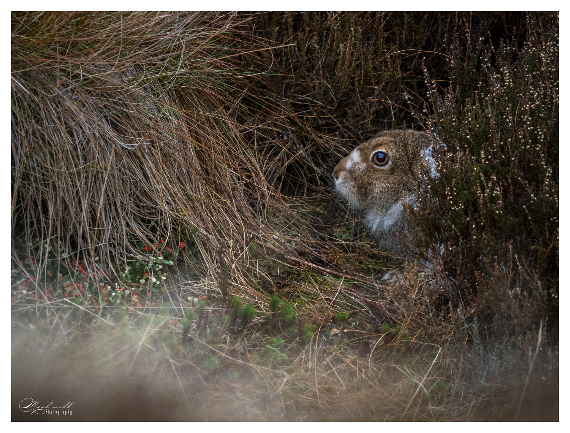 Mountain Hare Peak District December 2025
