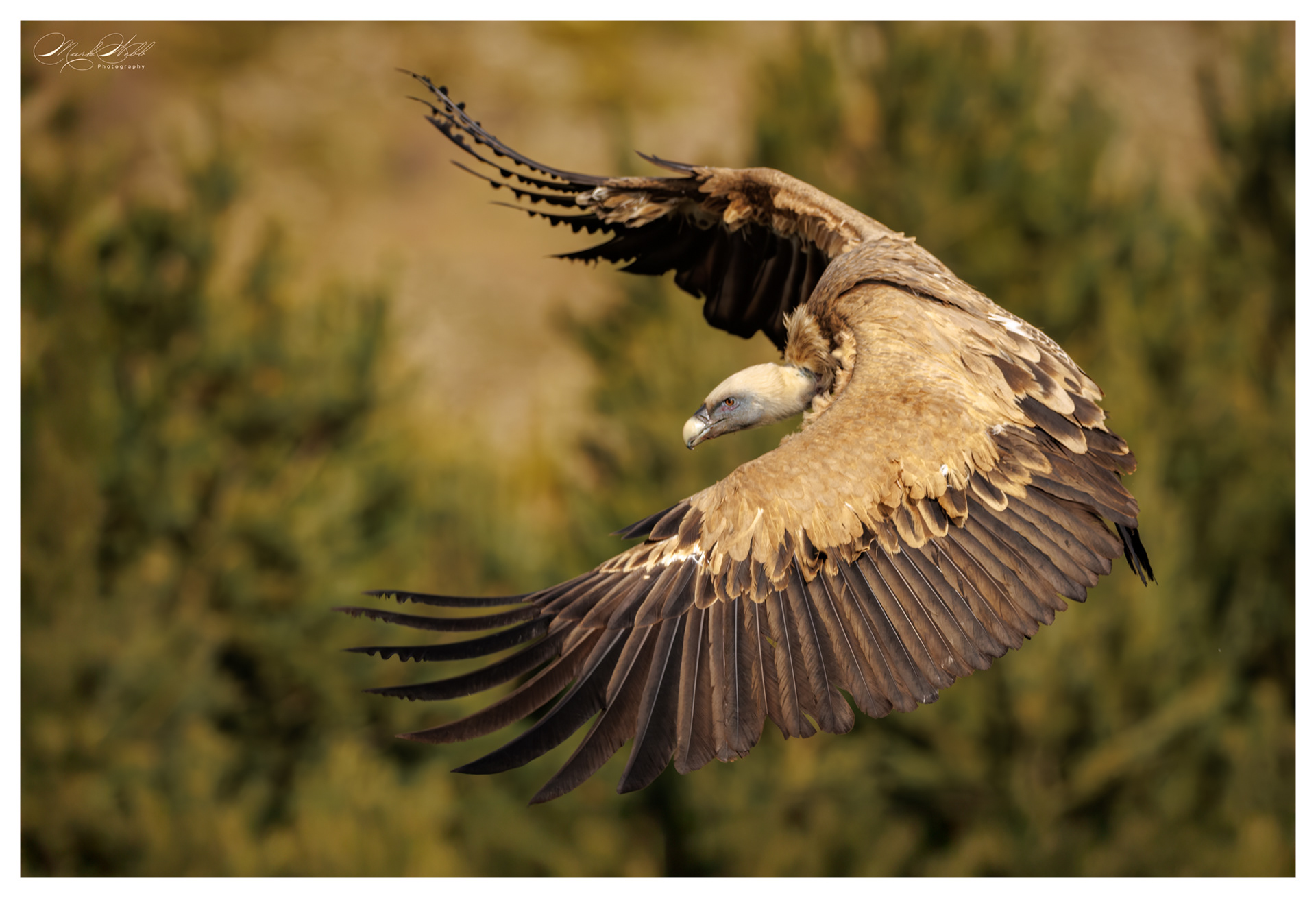 Griffon Vulture