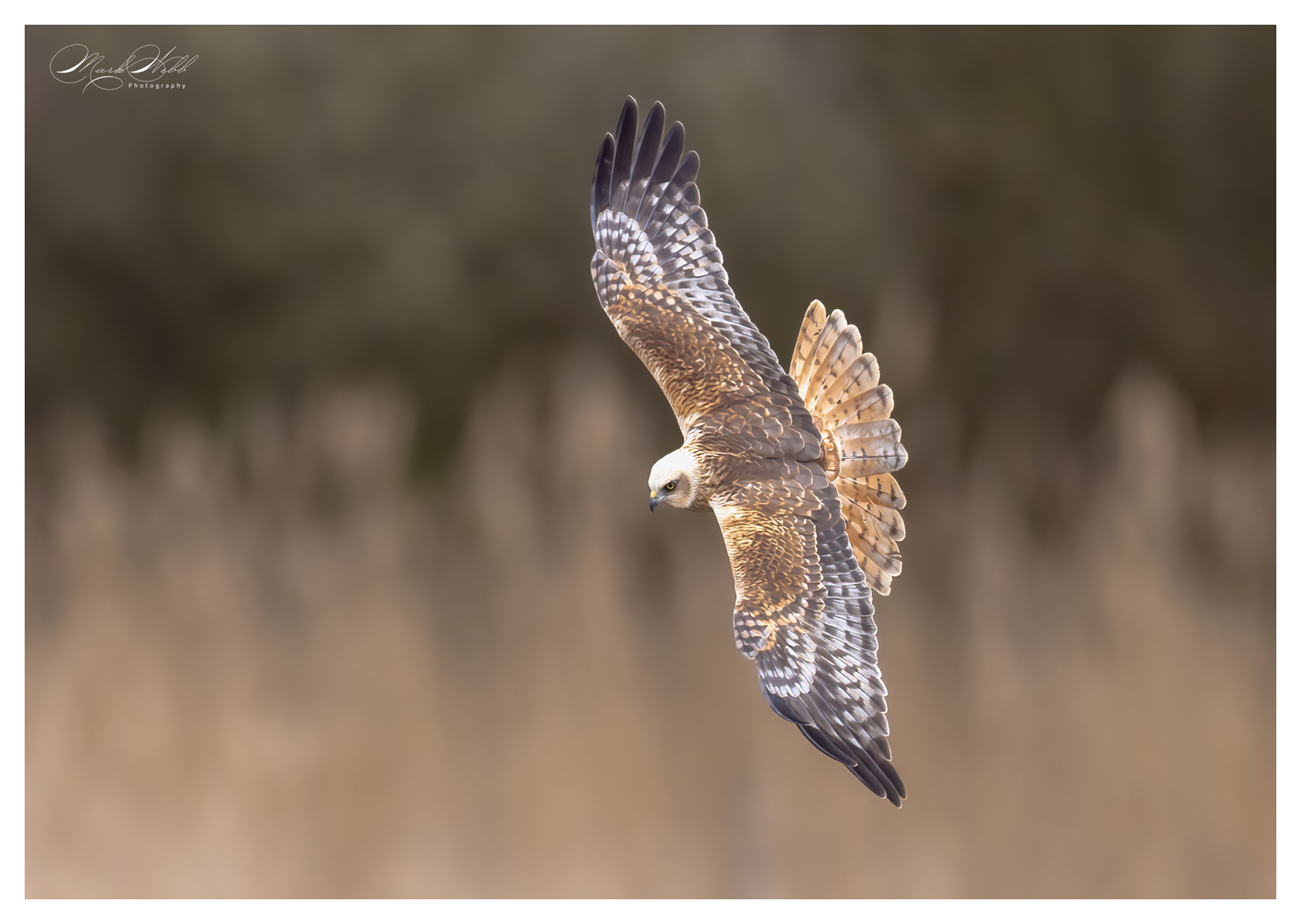 Marsh Harrier Fowlmere March 2024