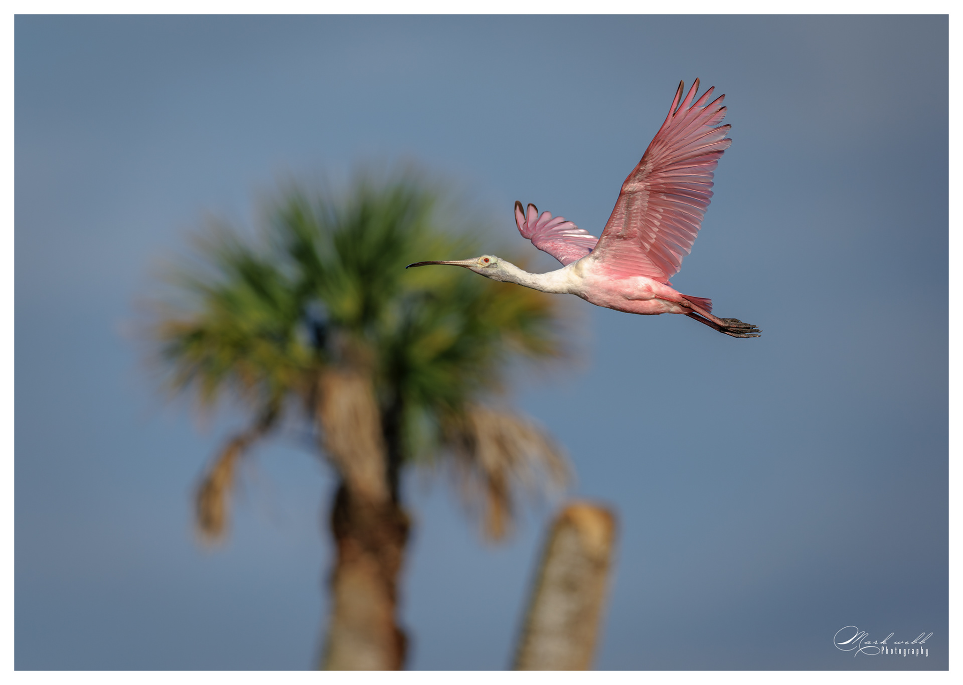 Roseatte Spoonbill