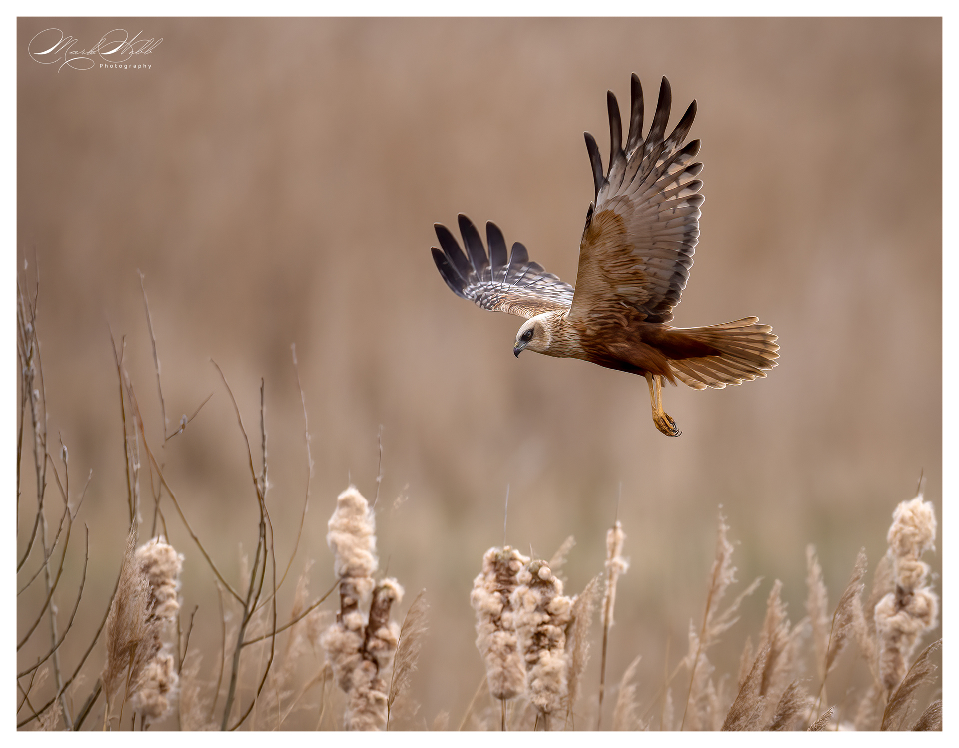 Marsh Harrier Fowlmere March 2024