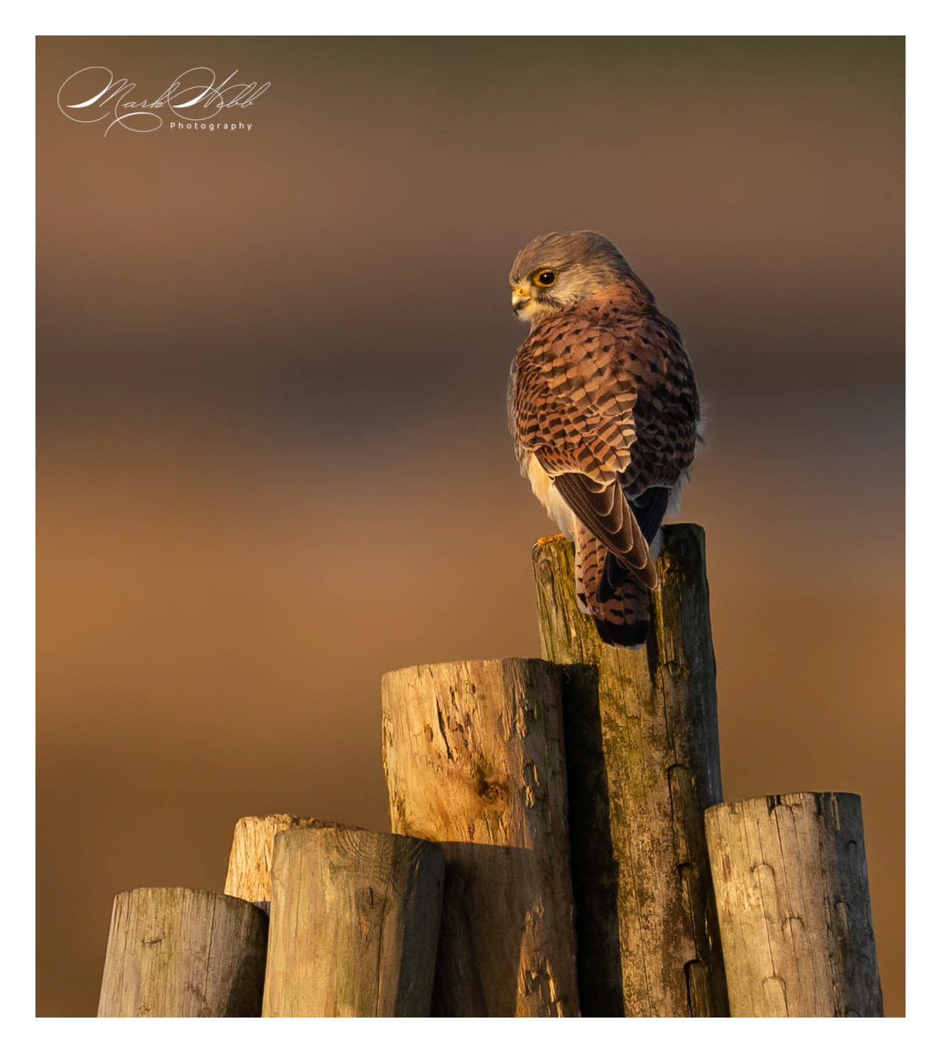 Kestrel Burwell Fen January 2024