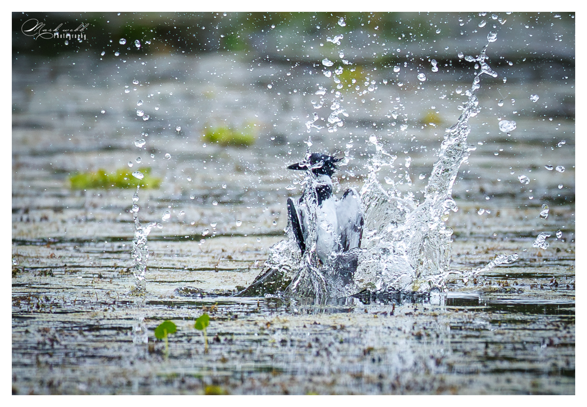 Belted Kingfisher Orland Wetlands