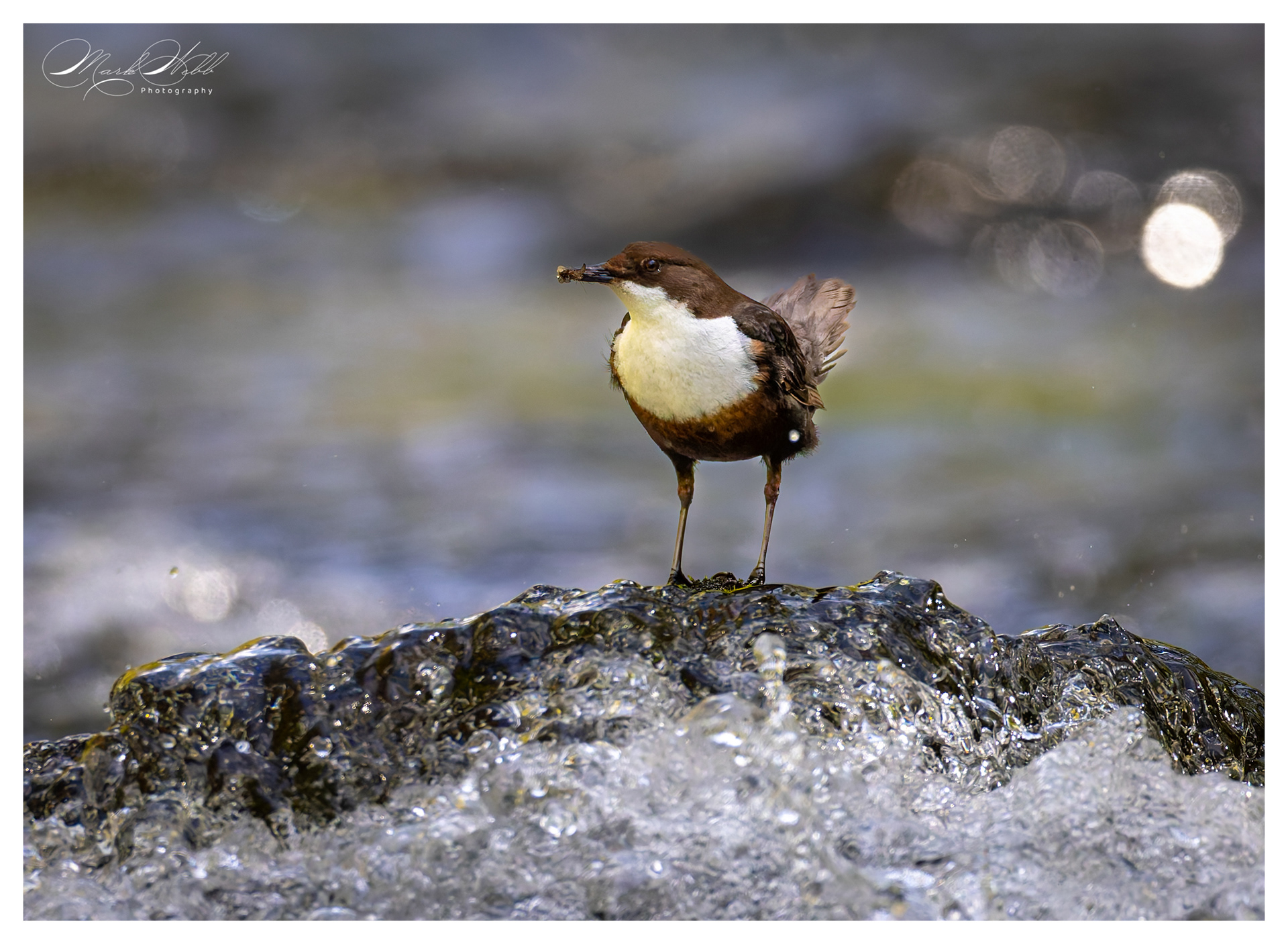 Dipper Millers Dale April 2024
