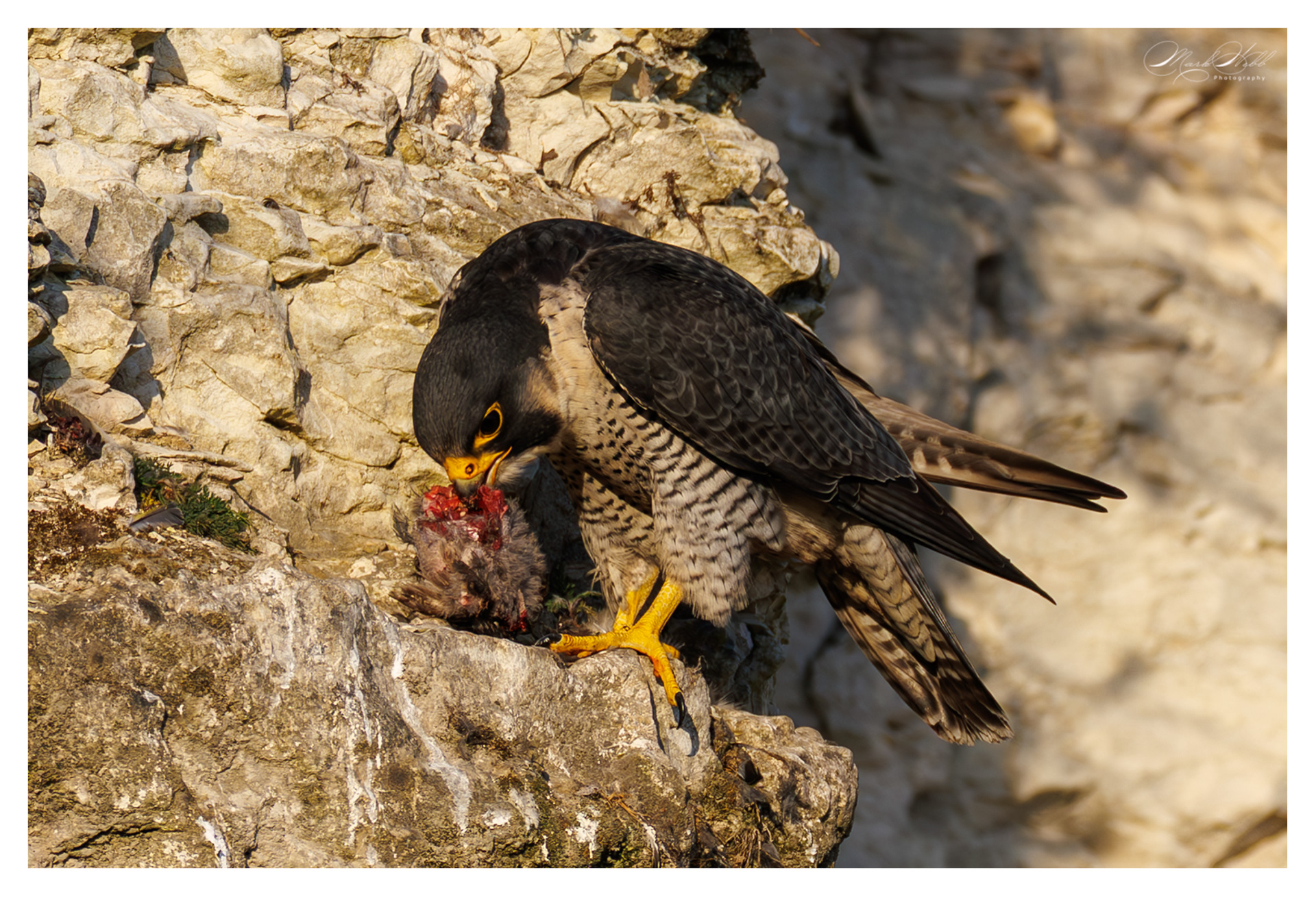Peregrine Falcon Cherry Hinton April 2025