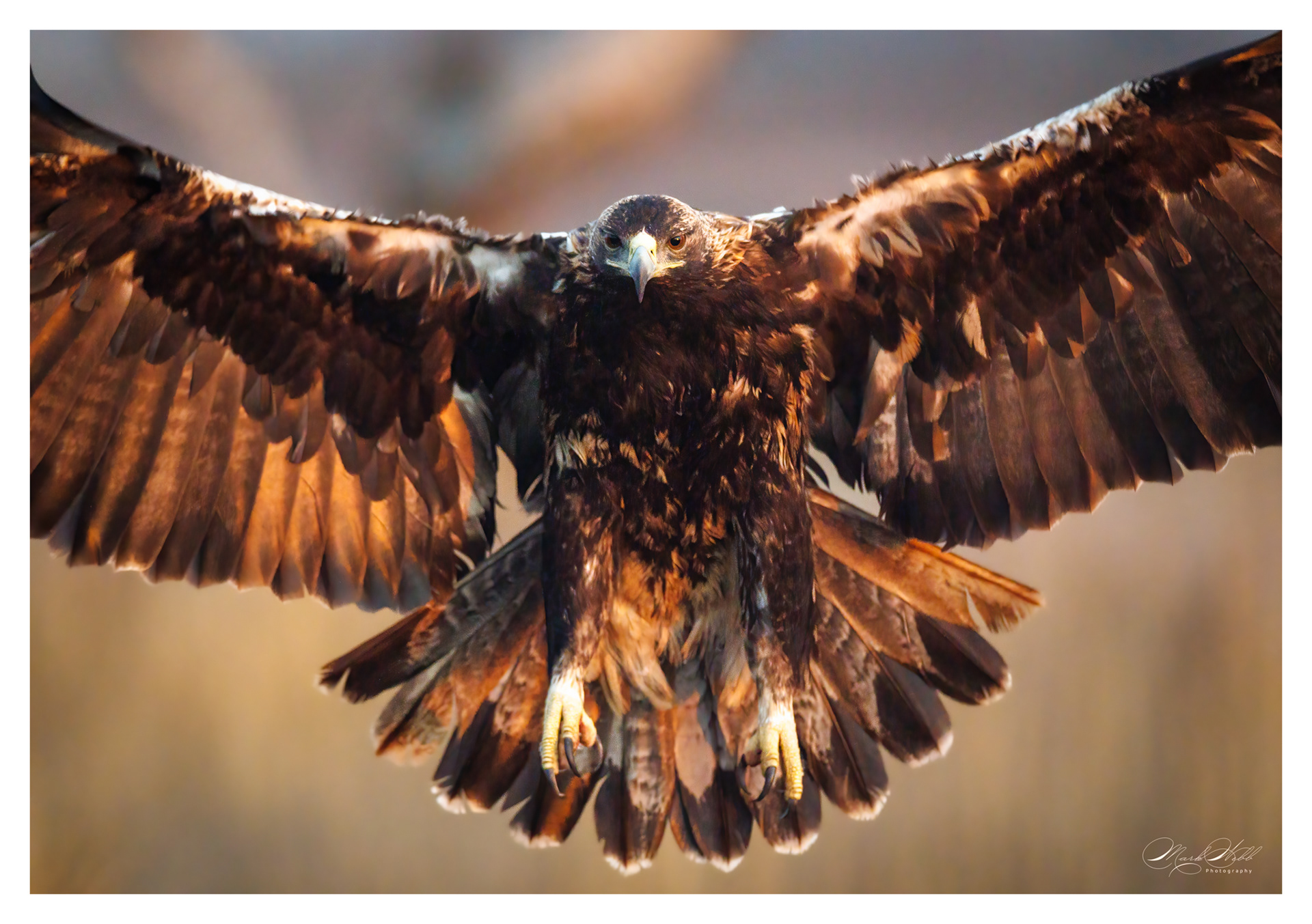 Spanish Imperial Eagle