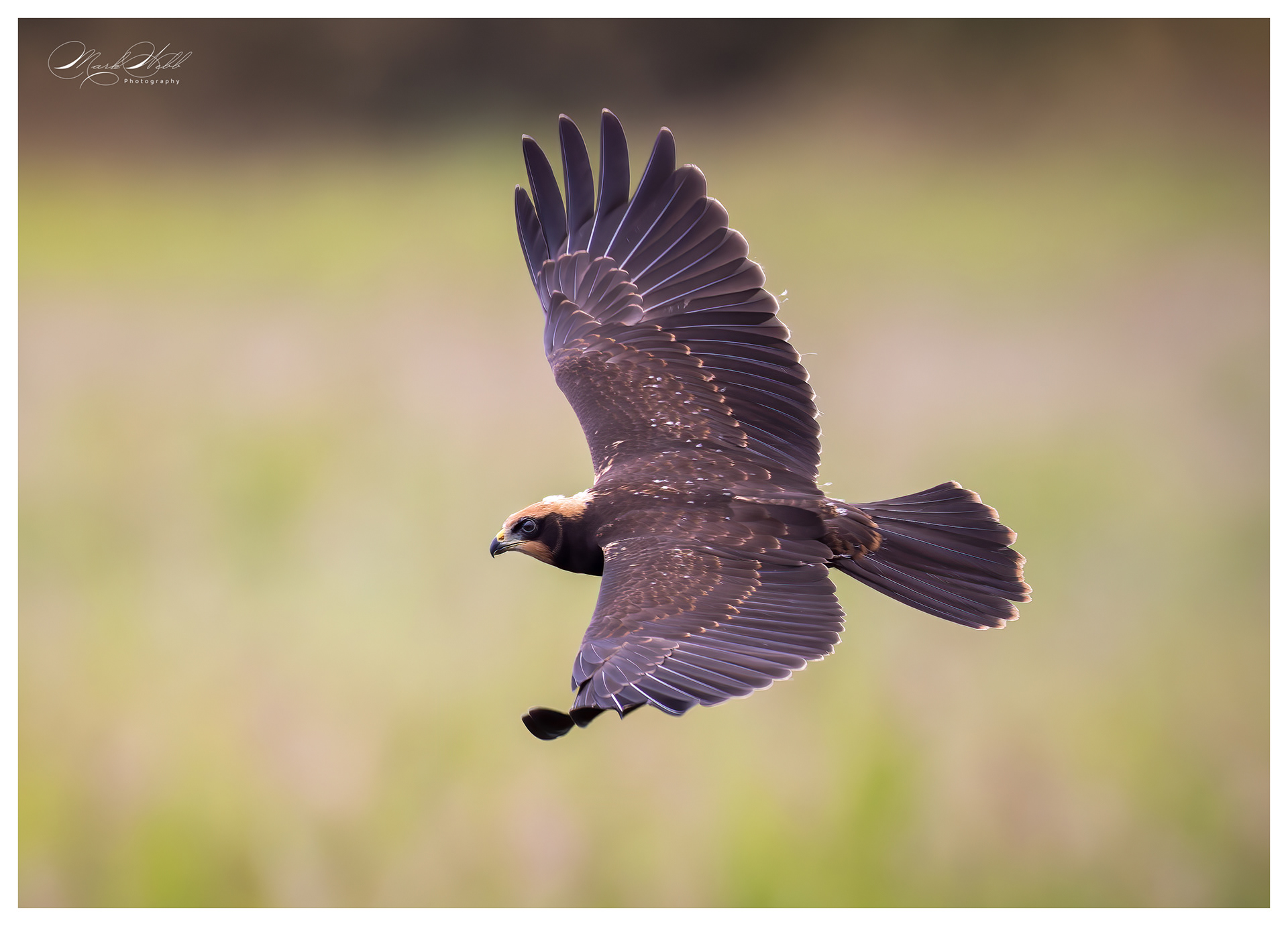 Marsh Harrier Woodwalton June 2024