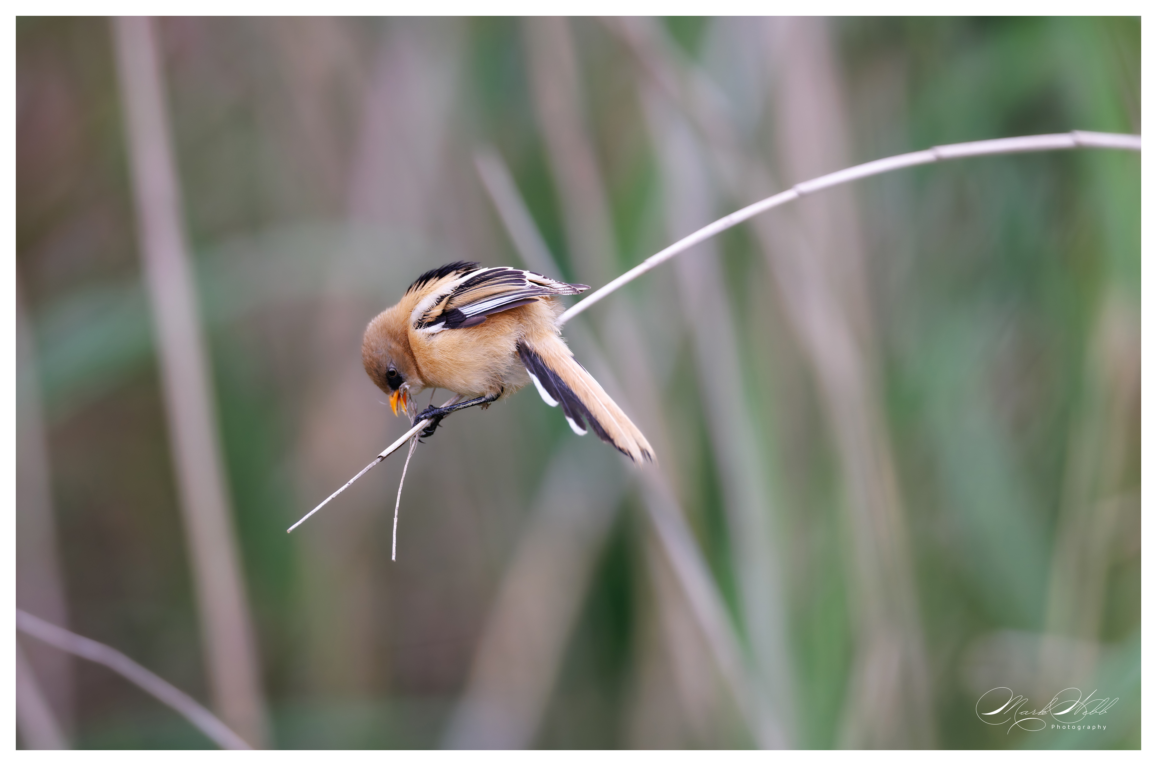 Bearded Reedling Rainham Marshes July 2024