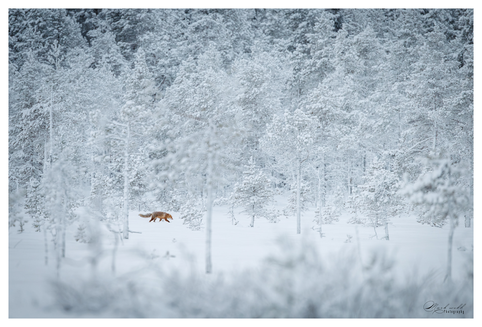 Red Fox