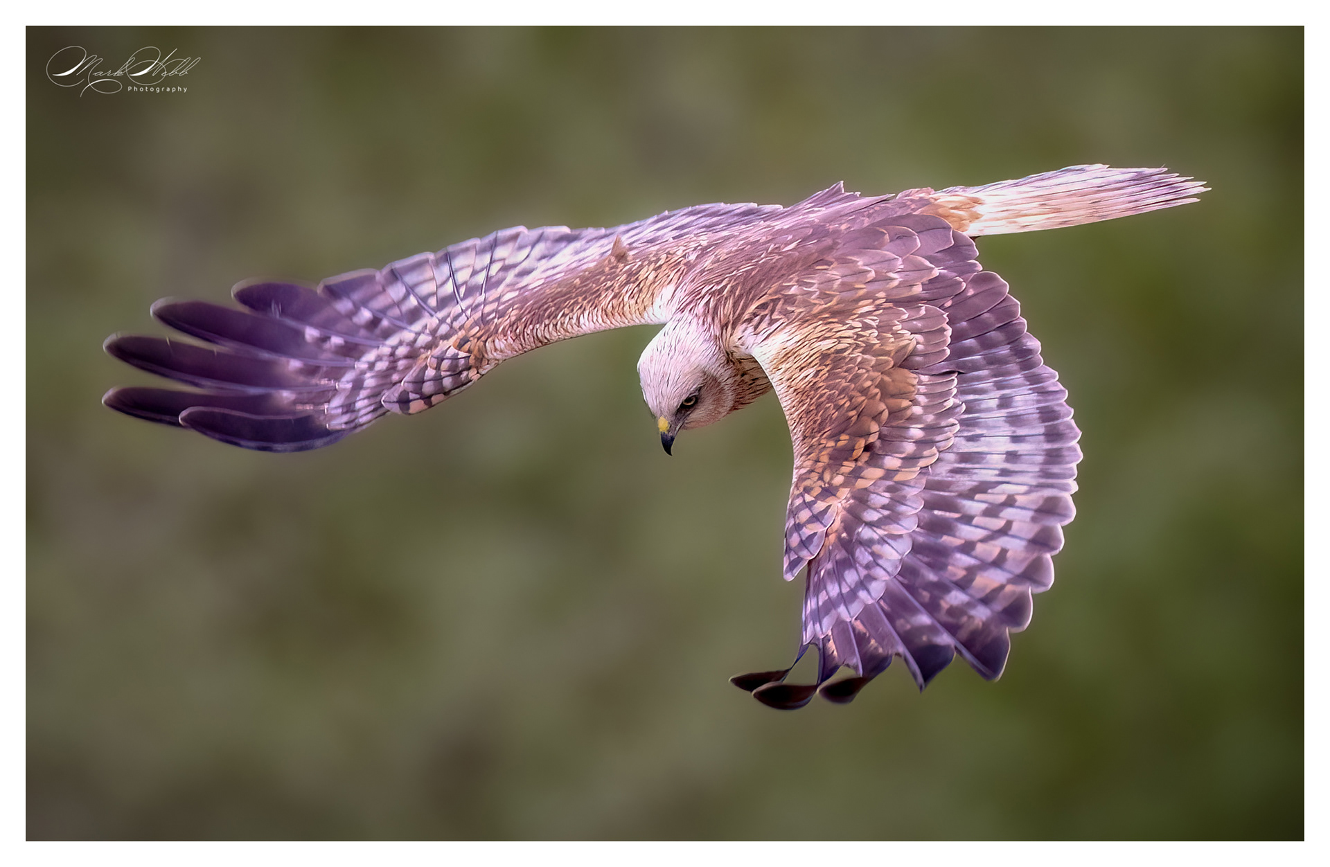 Marsh Harrier Fowlmere April 2024