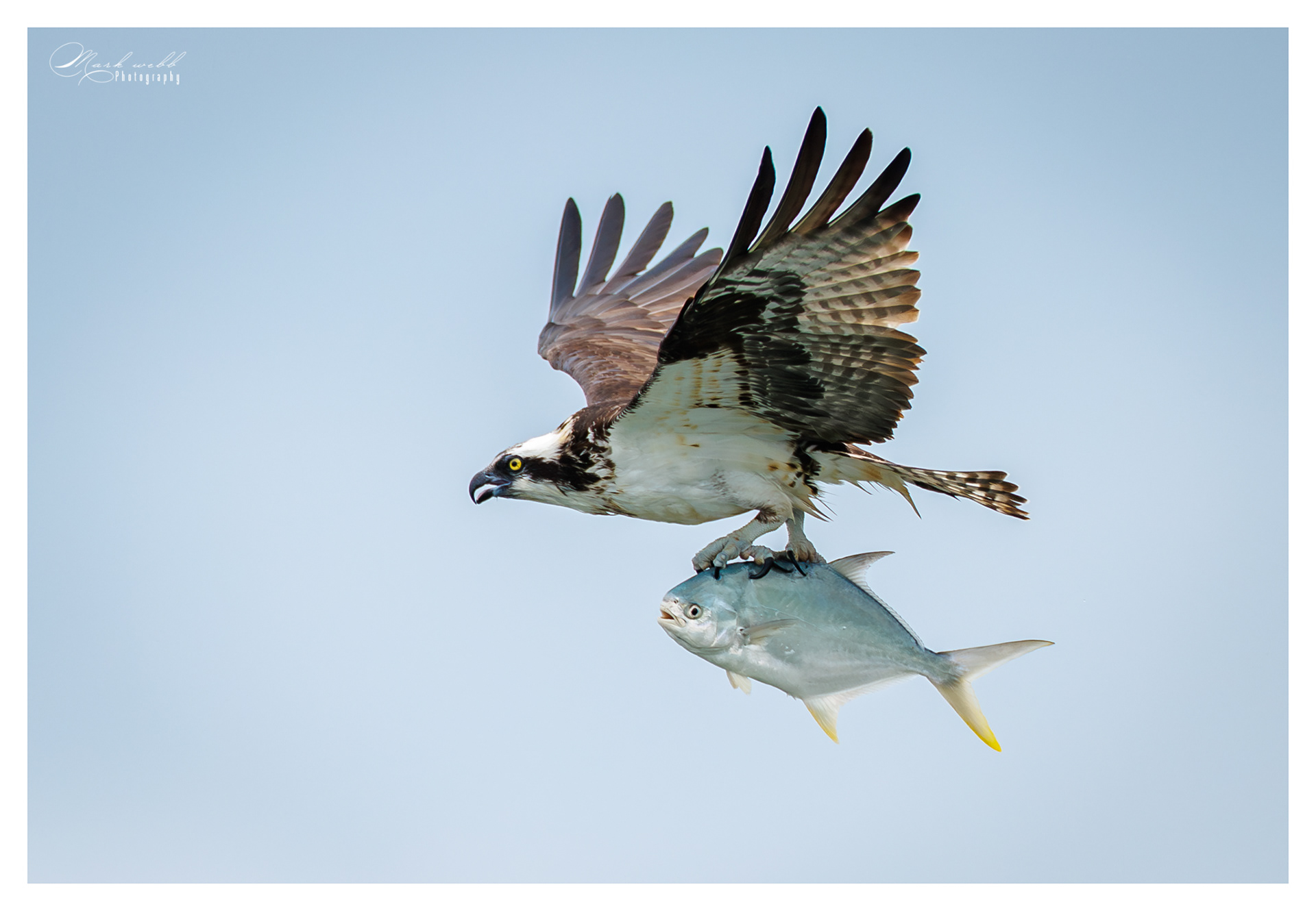 Osprey S Inlet