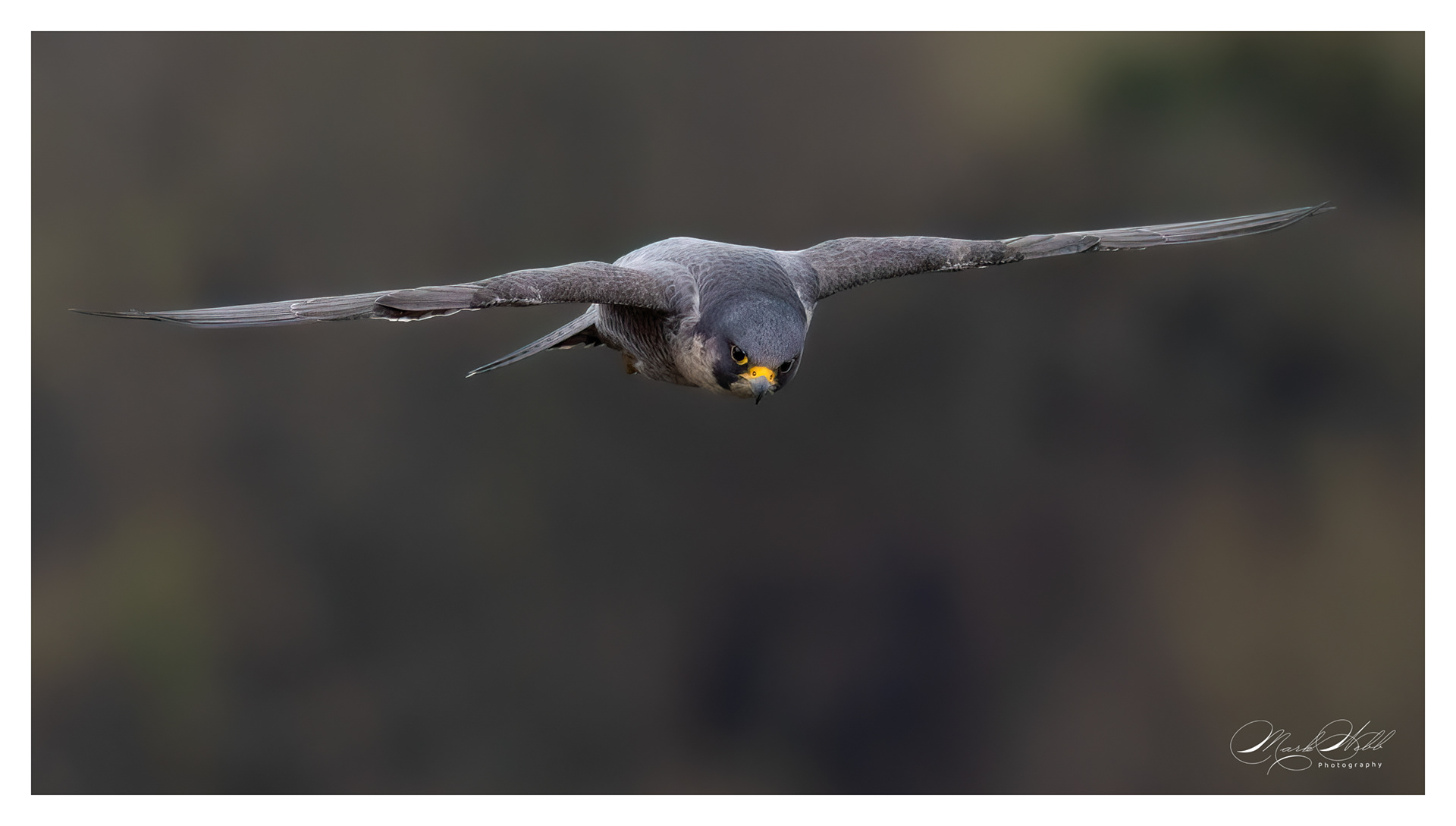 Peregrine Falcon Bristol February 2024