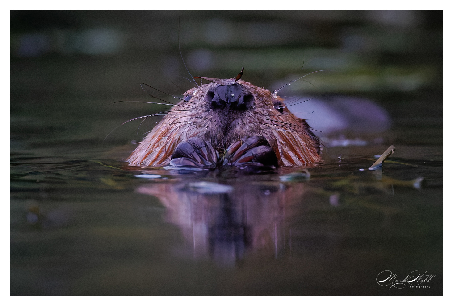 Beaver River Stour Kent July 2024