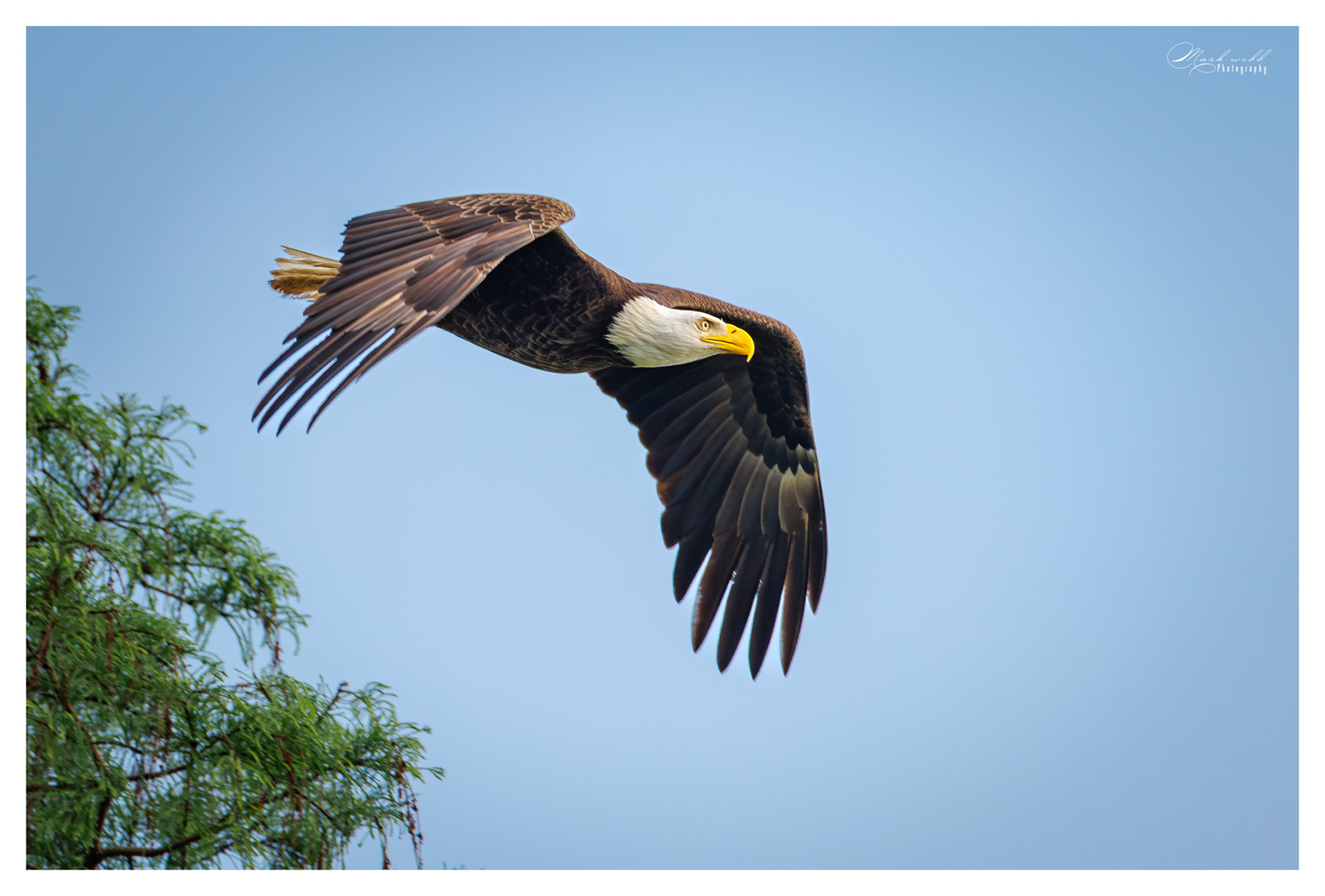 Bald Eagle