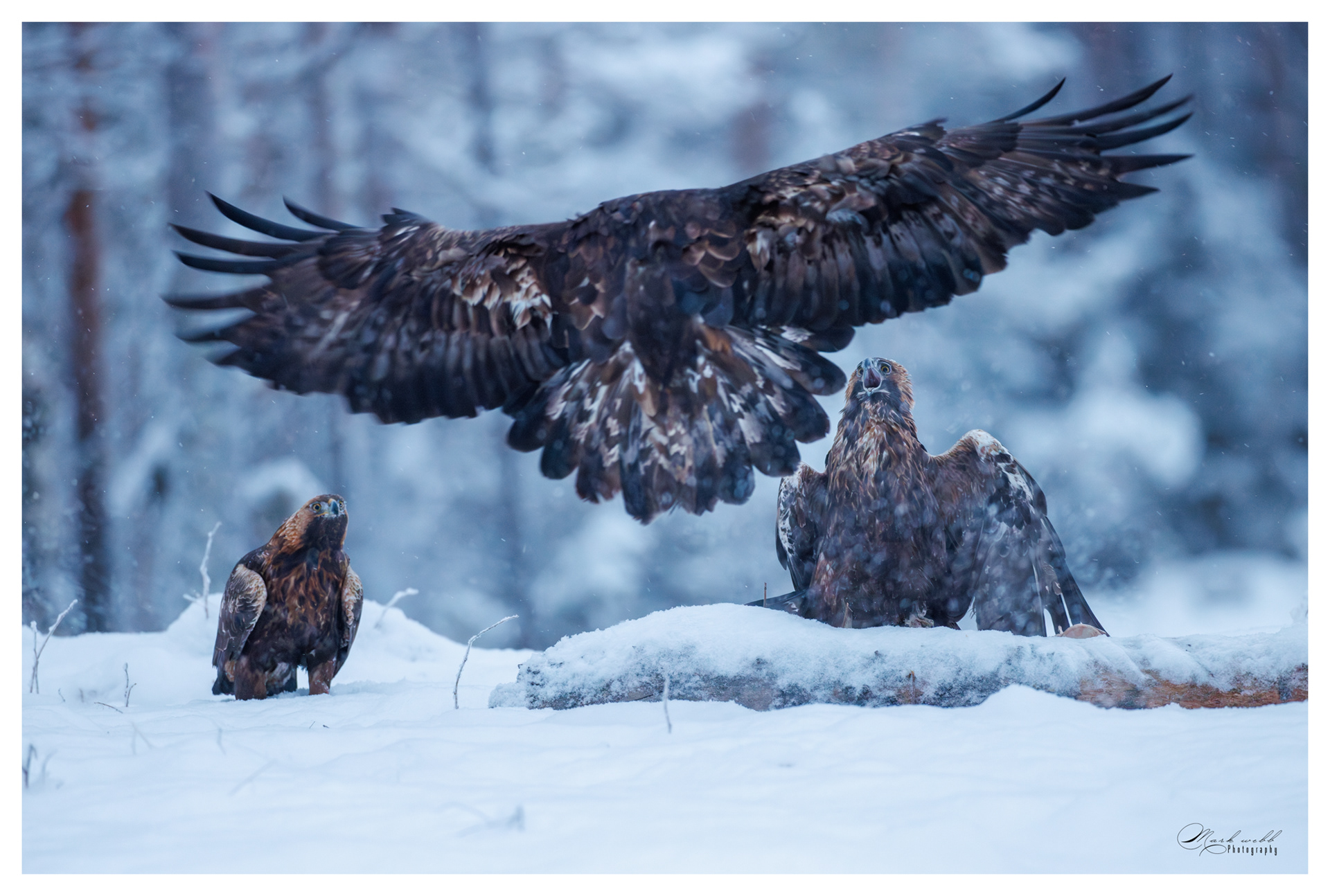 Golden Eagle