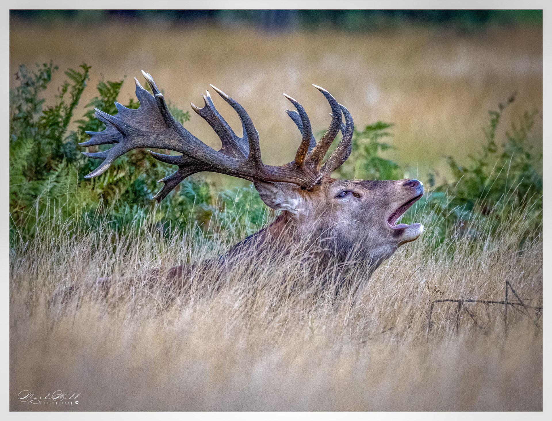 Richmond Park October 2023