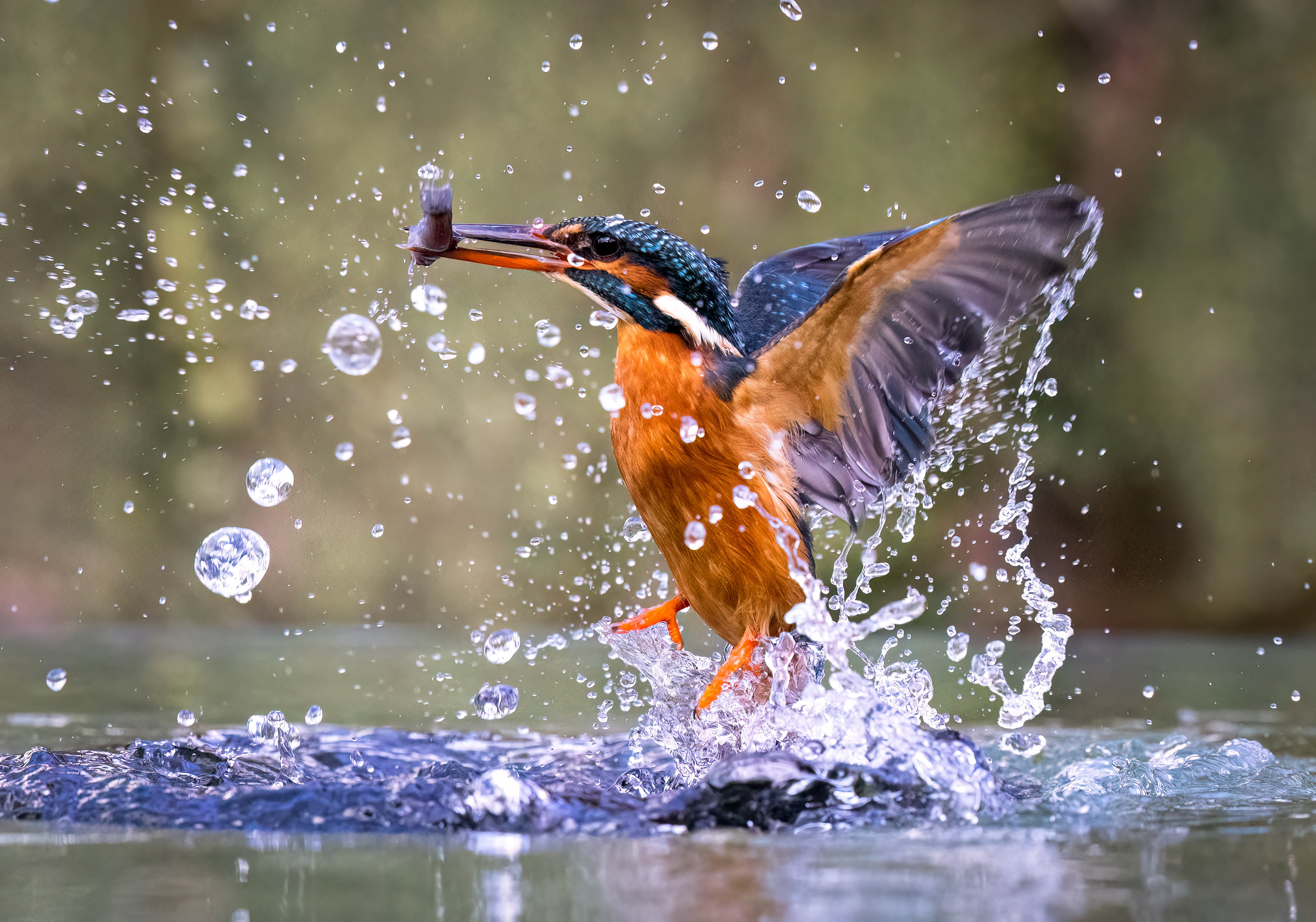 Shropshire KF Hide - February 2023