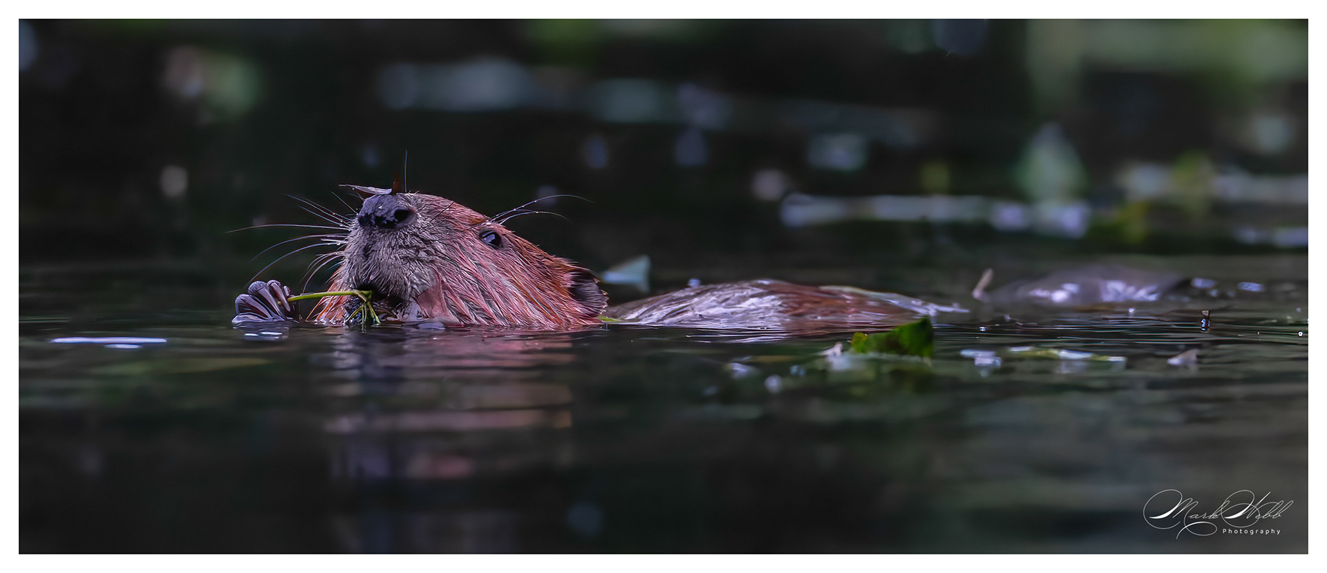 Beaver River Stour Kent July 2024