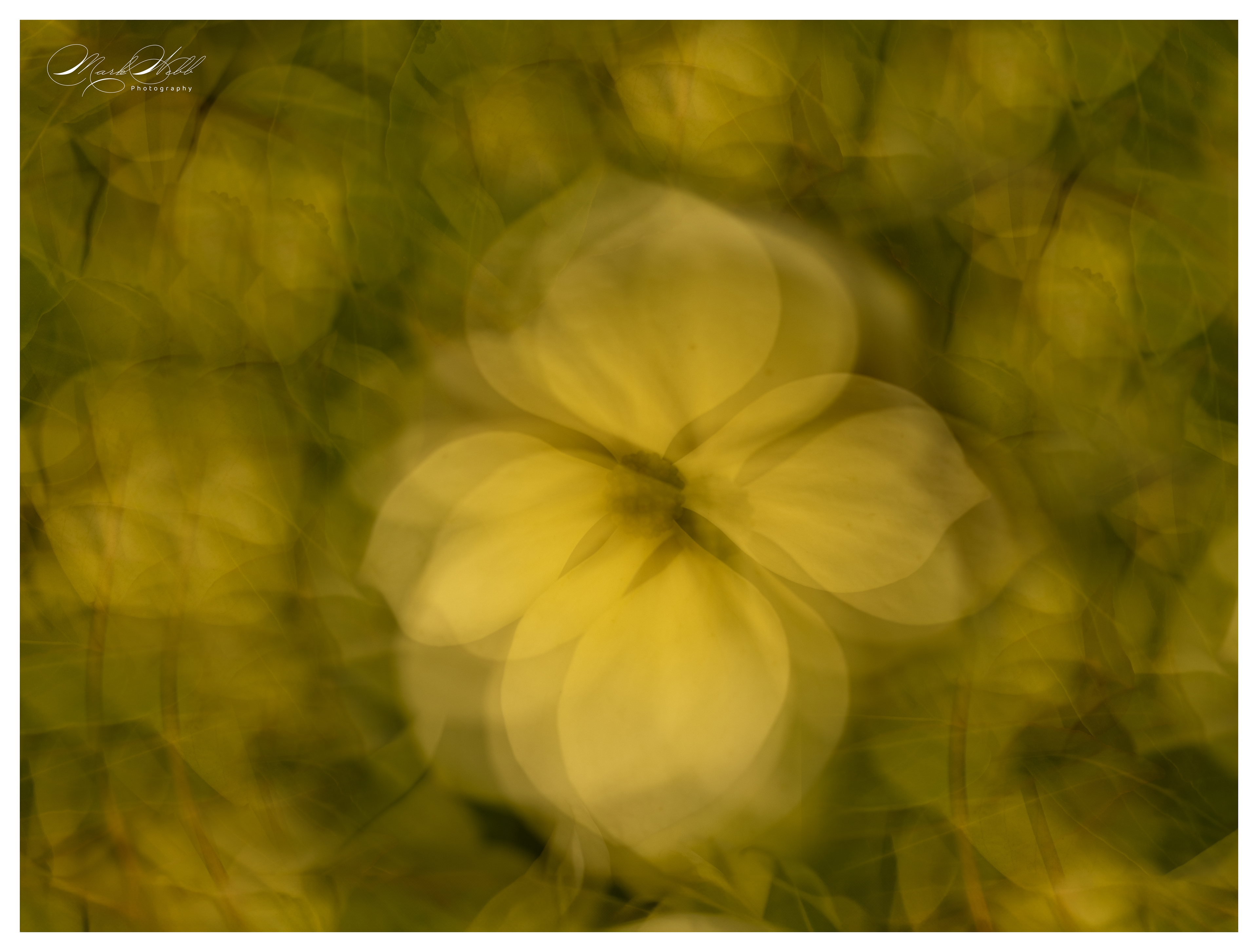 Batsford Arboretum June 2024