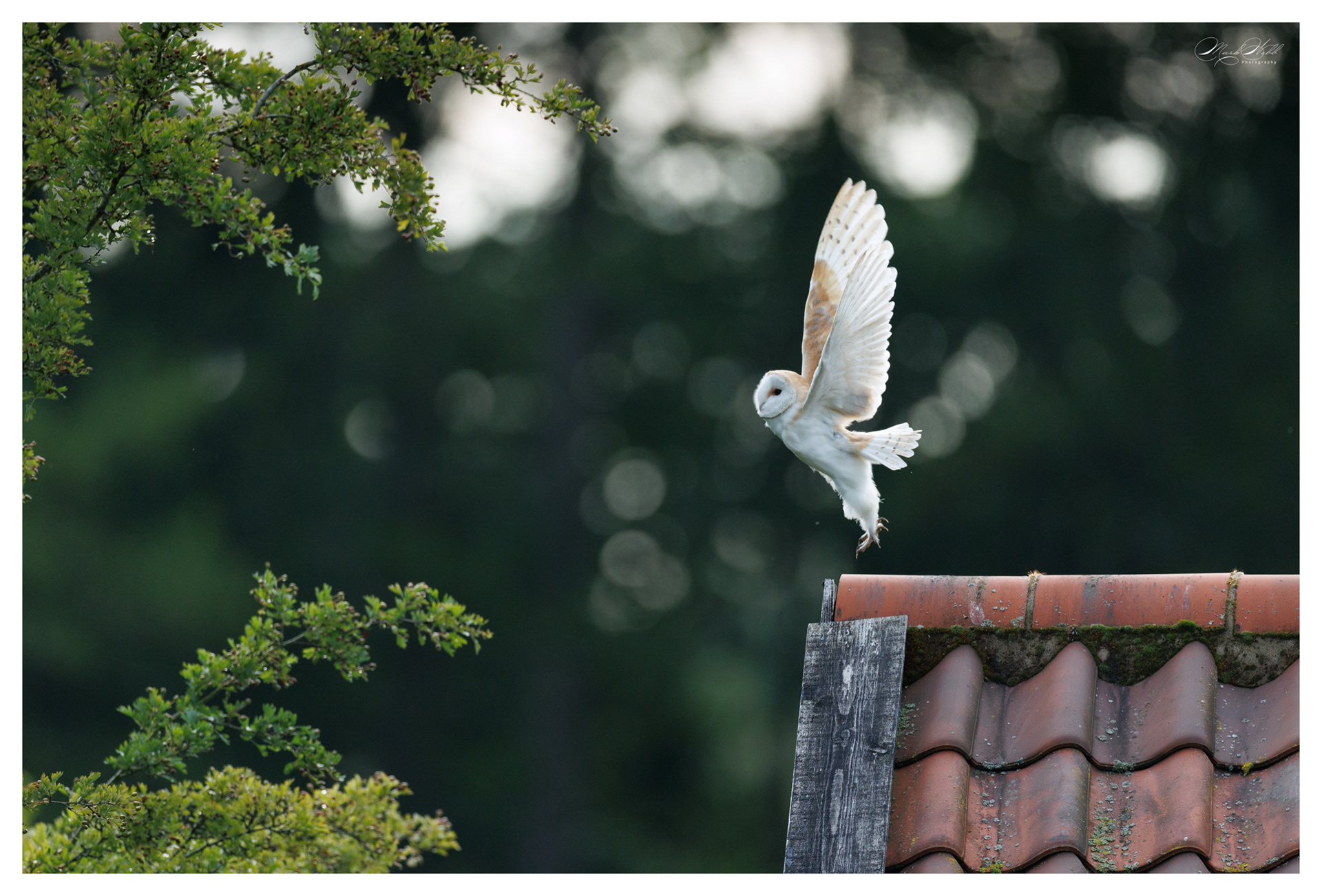 Barn Owl Sculthorpe July 2025