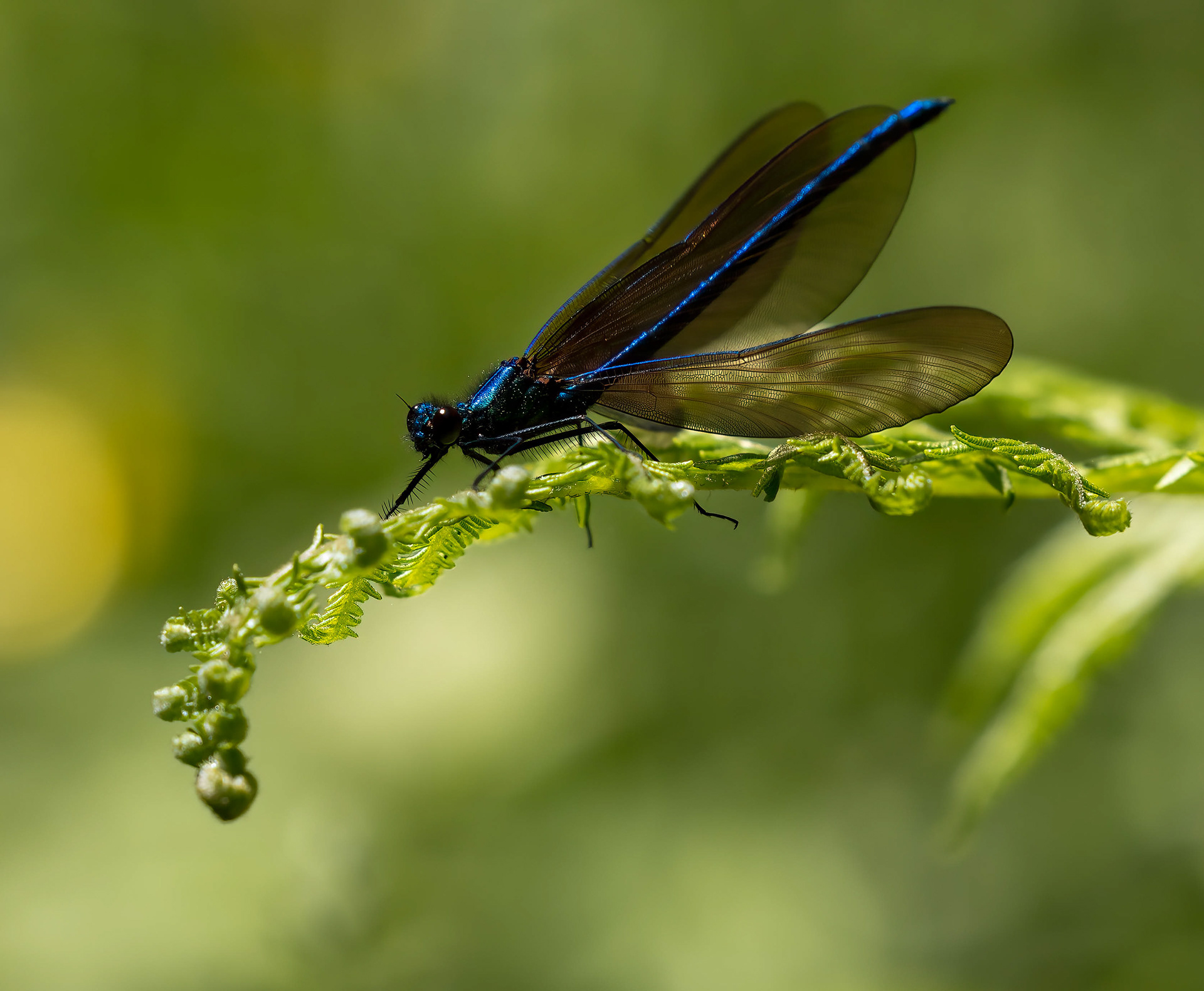 Banded Demoiselle June 2023