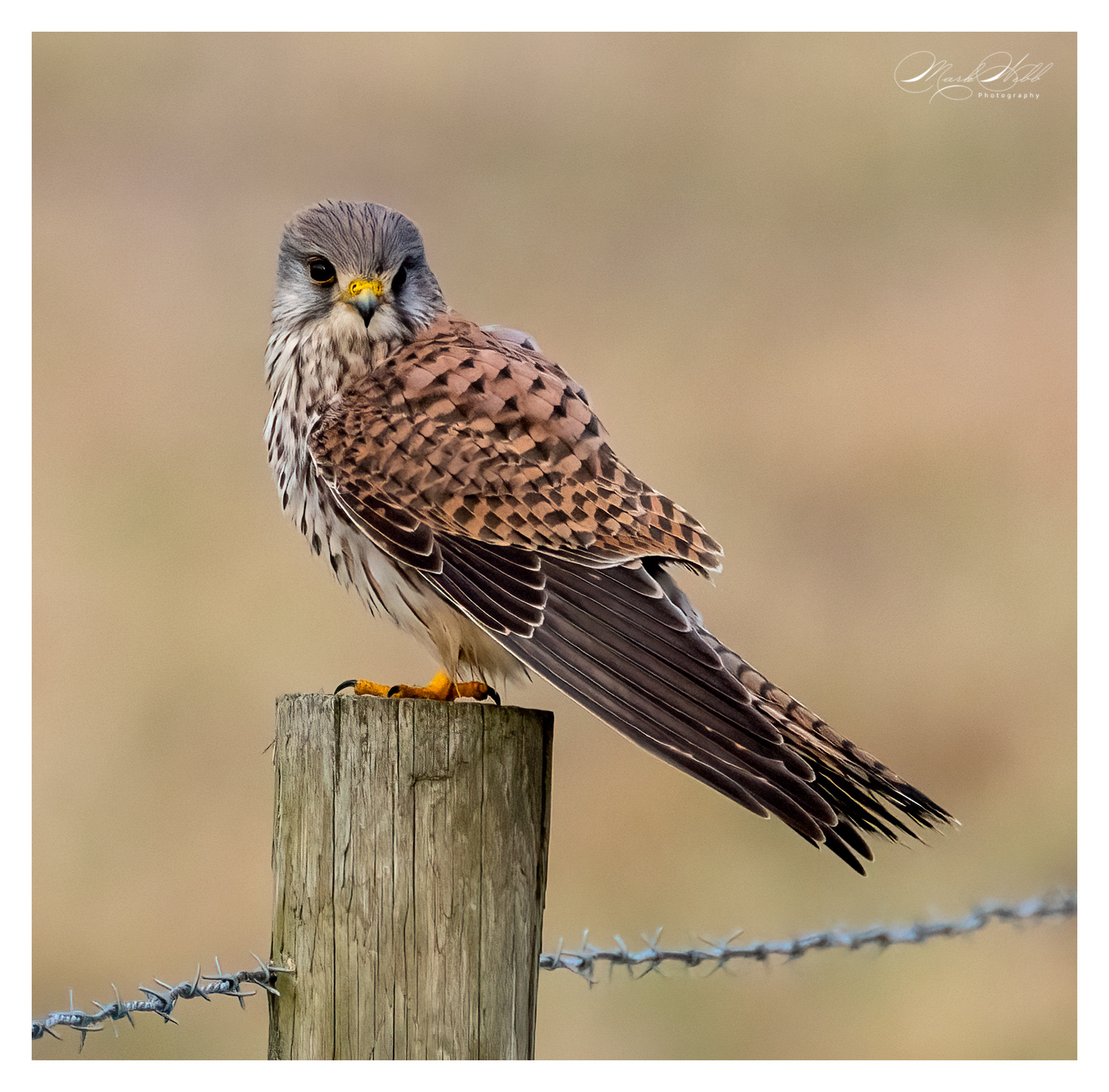 Kestrel Burwell Fen January 2024