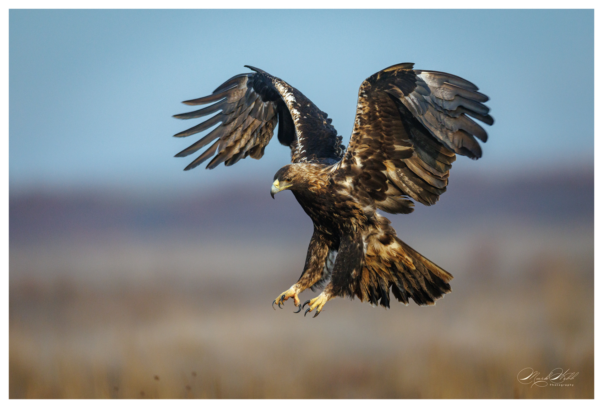 Spanish Imperial Eagle