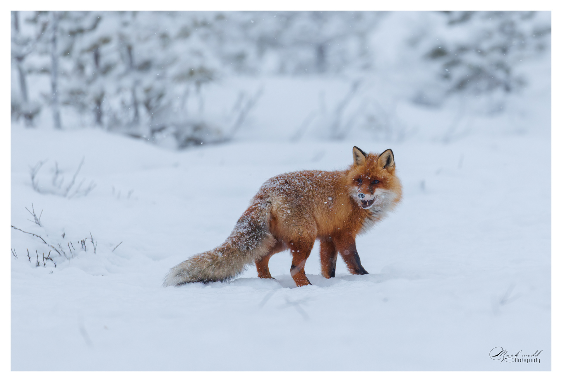 Red Fox