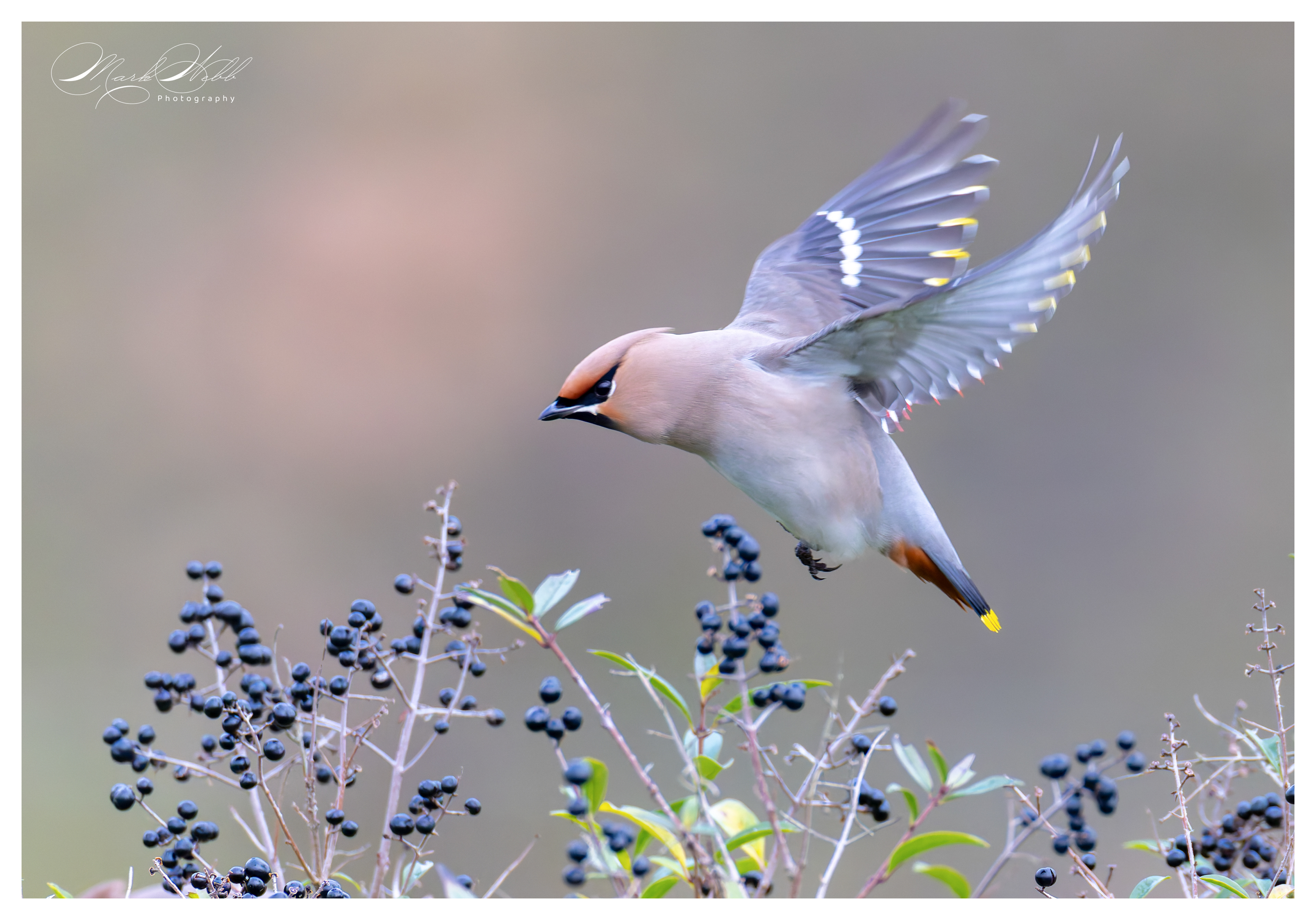 Waxwings Corby January 2024