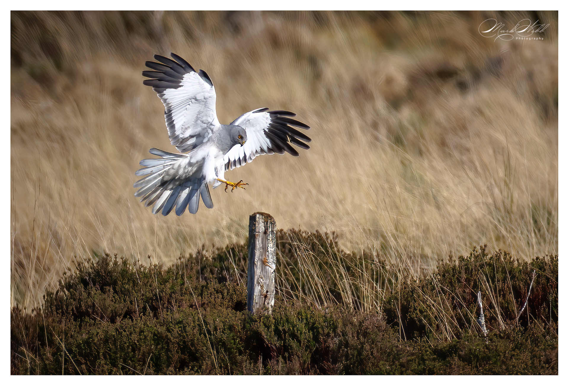 Male Hen Harrier
