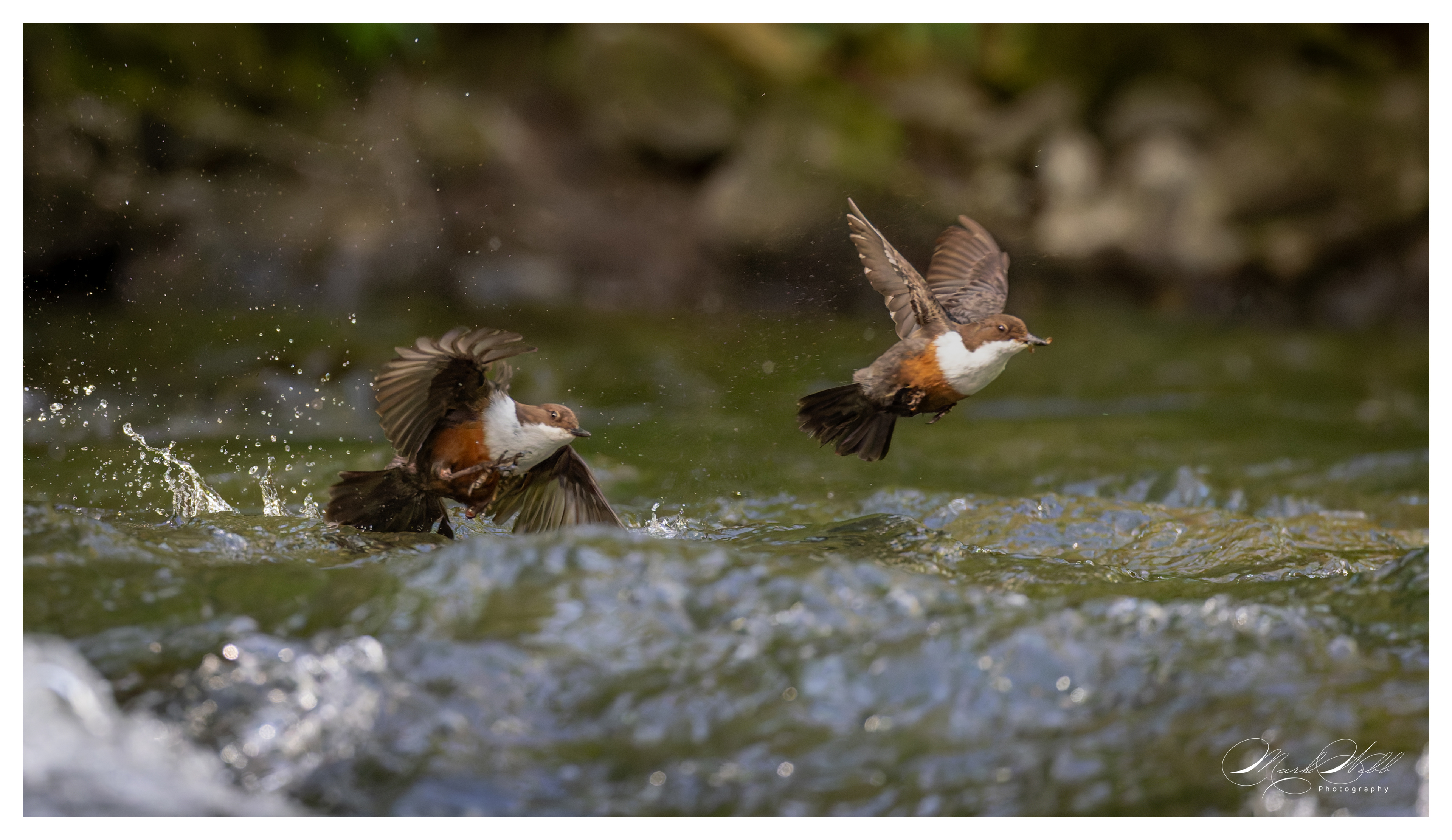 Dipper Millers Dale April 2024