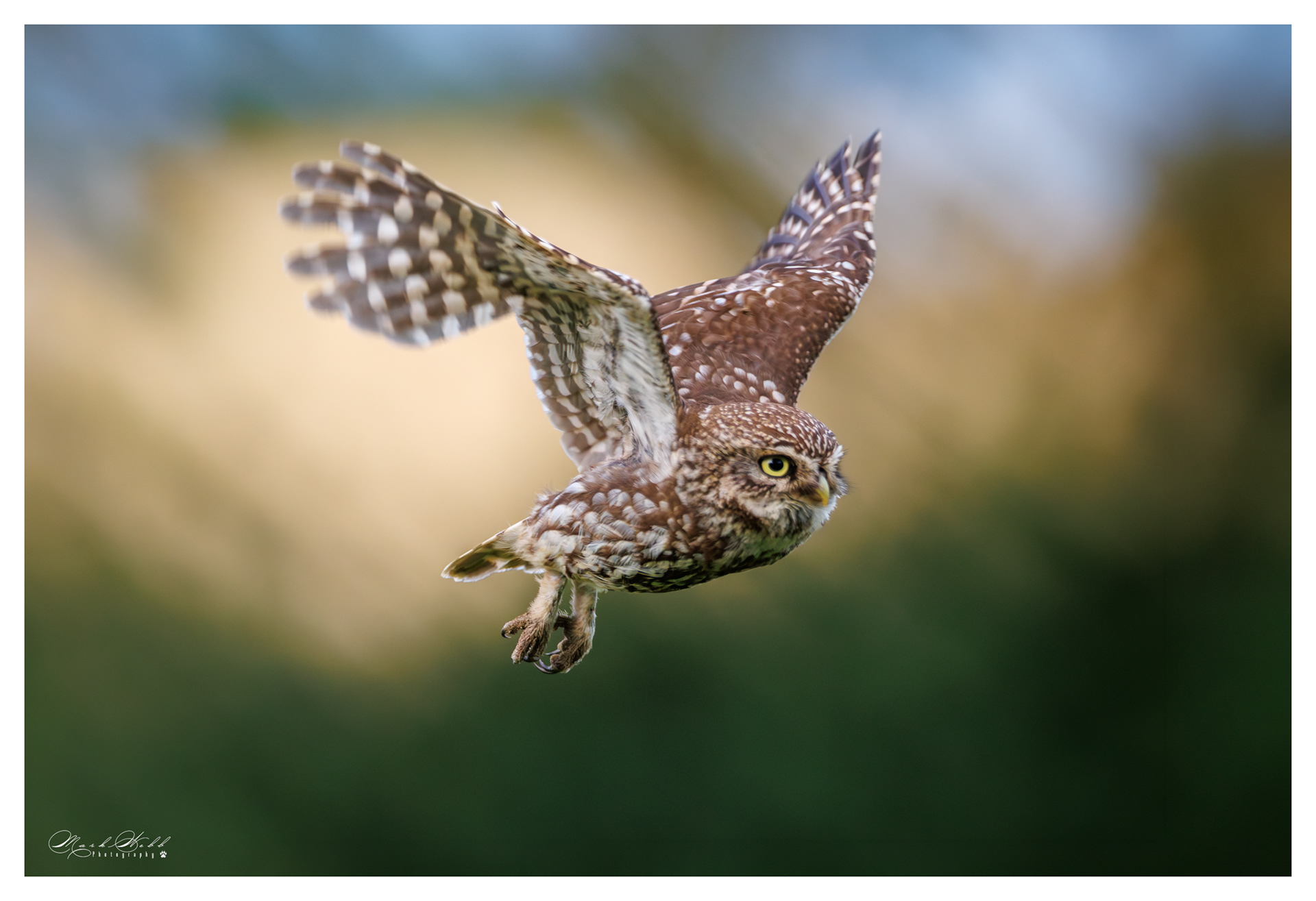 Little Owl Holdenby Estate July 2026