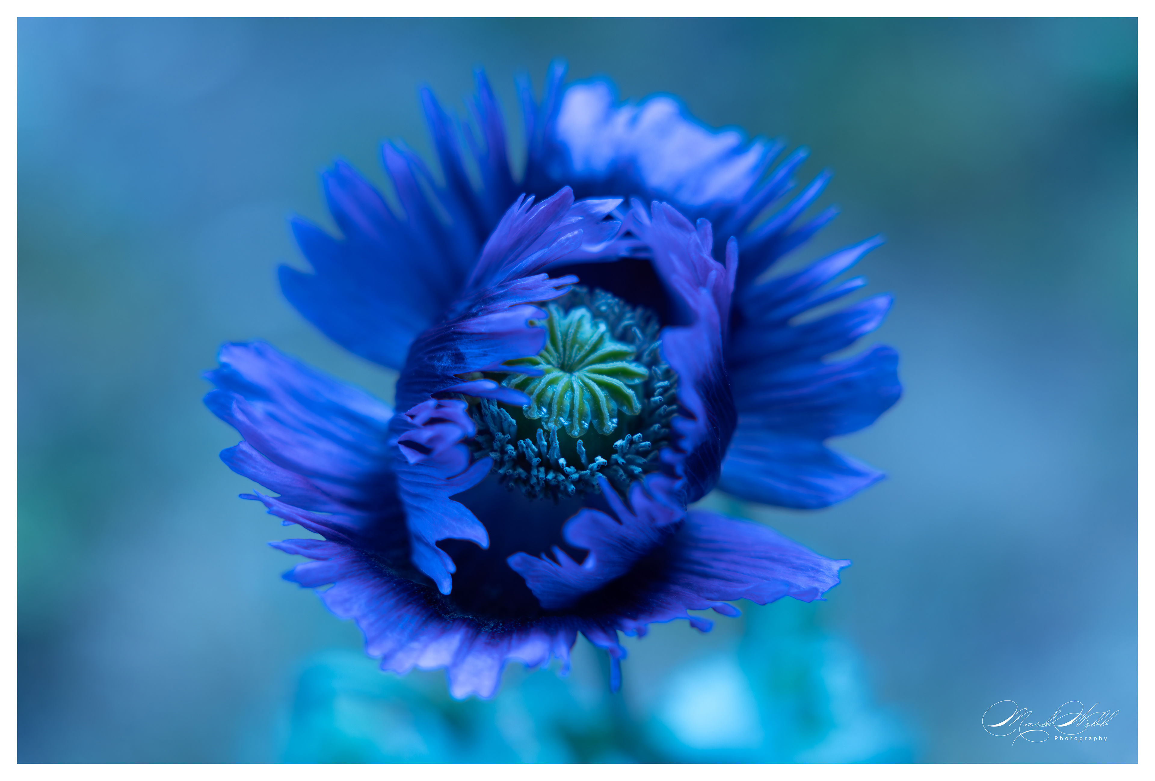 Batsford Arboretum June 2024
