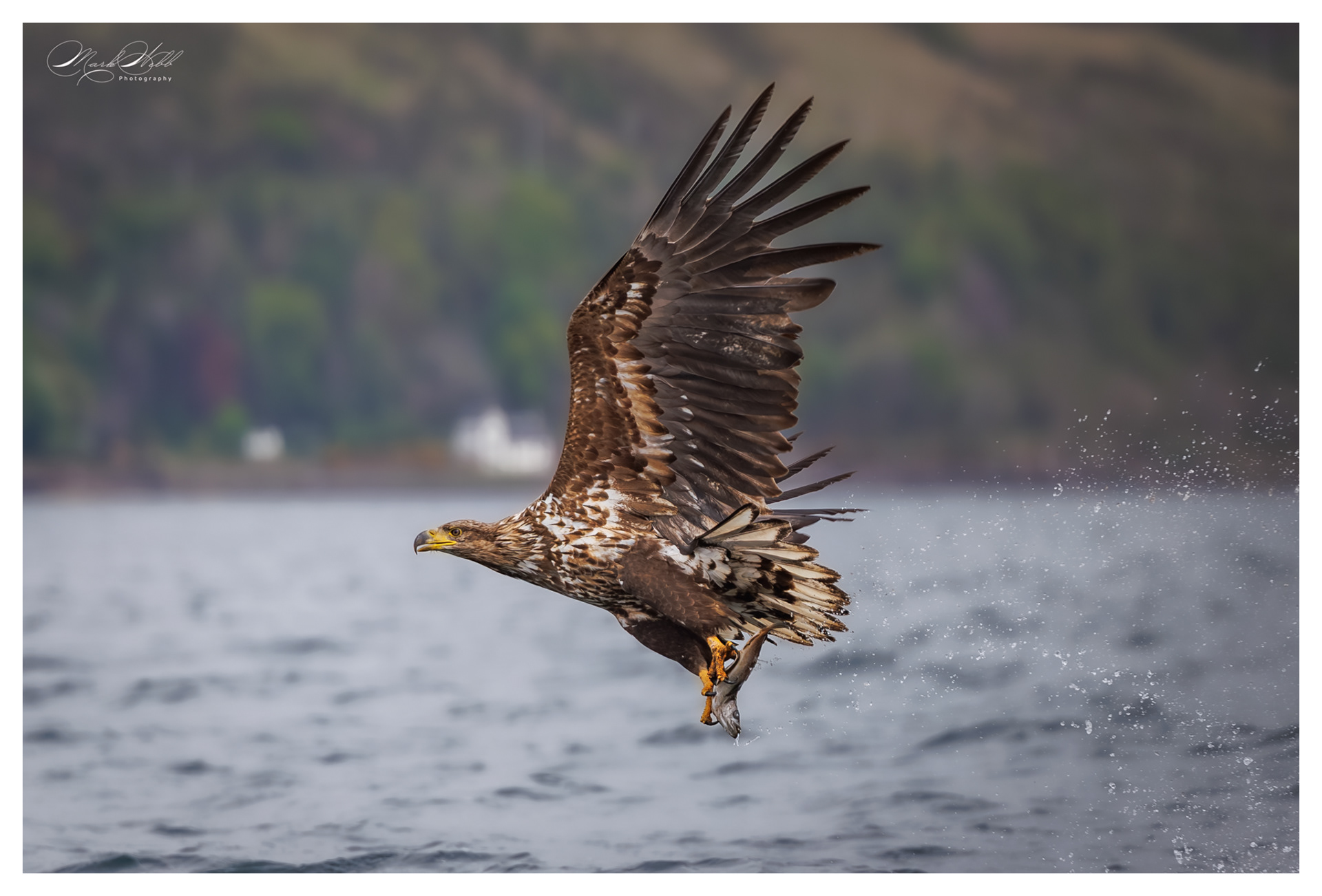 Juvenile White Tailed Sea Eagle