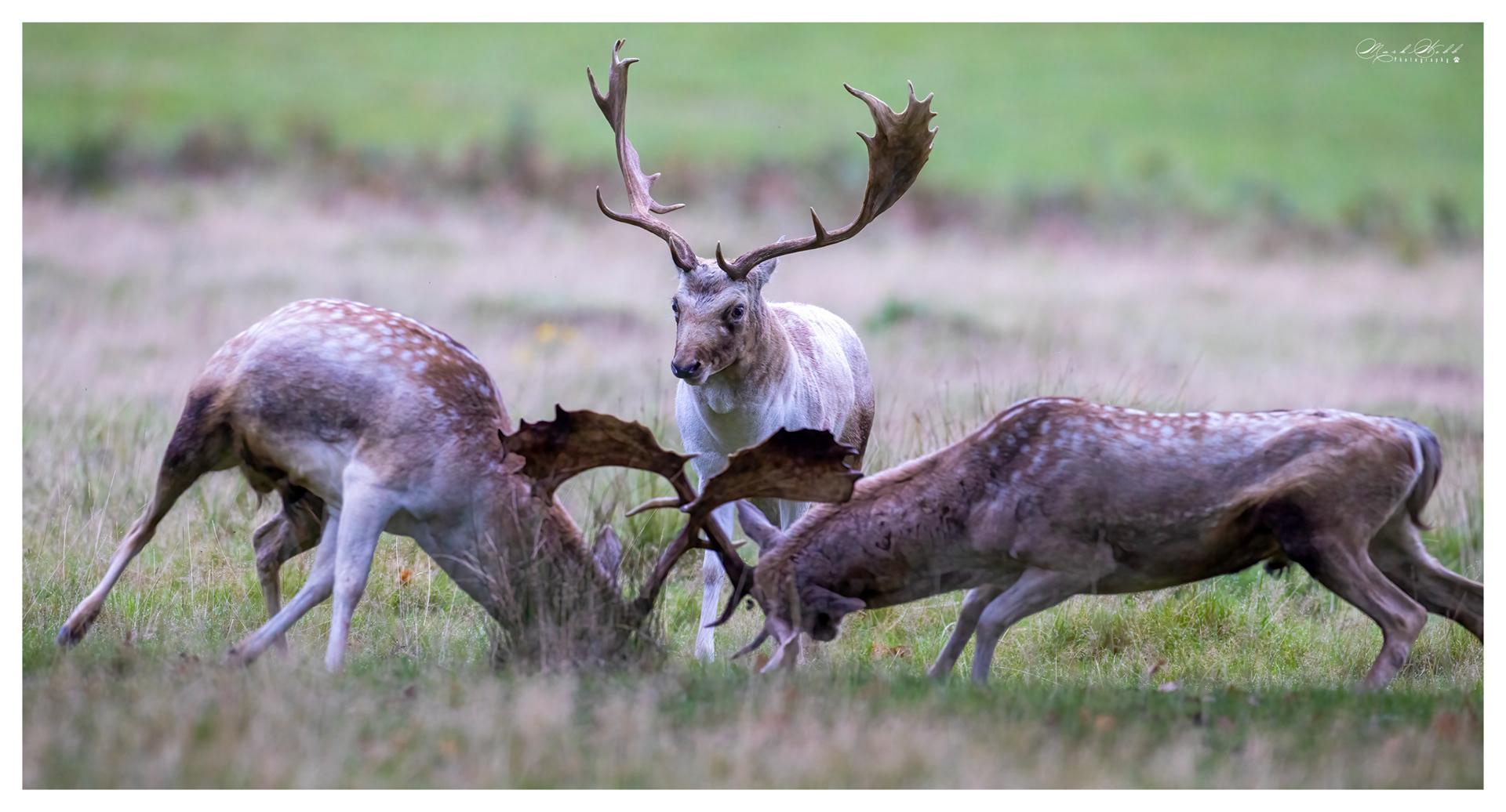 Bradgate Park October 2023