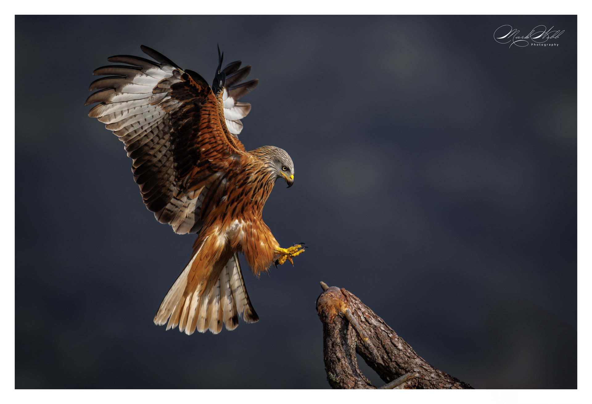 Red Kite