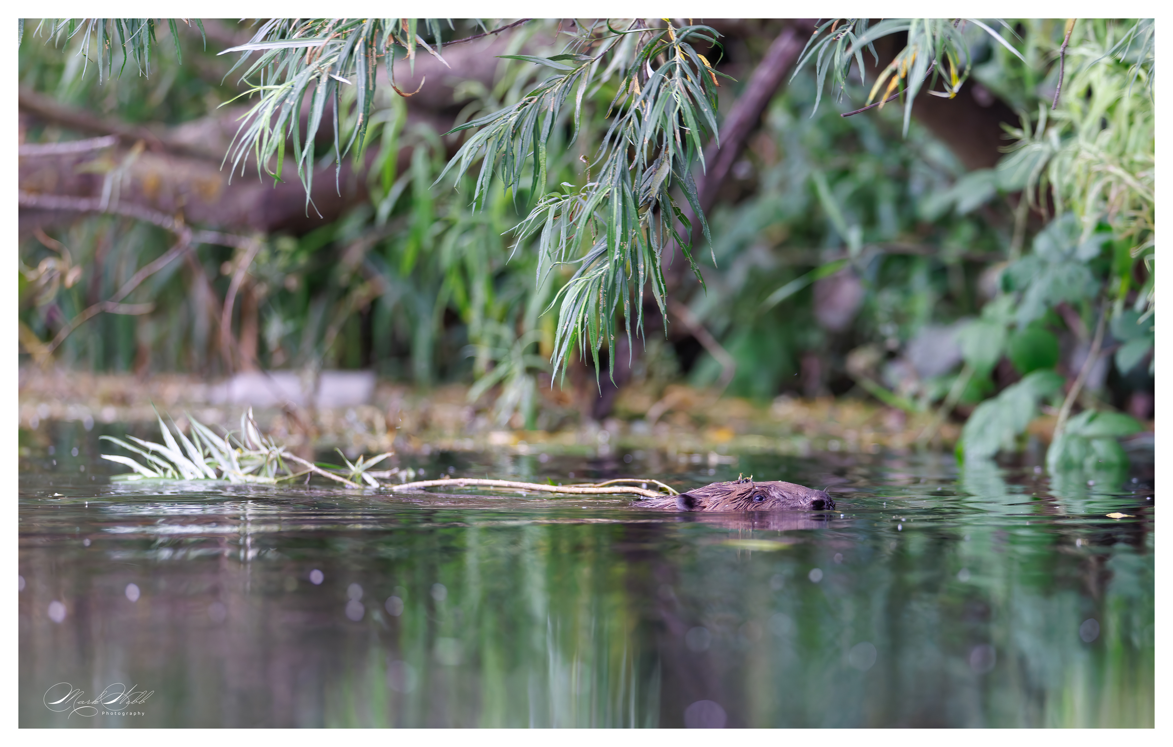 Beaver River Stour Kent July 2024