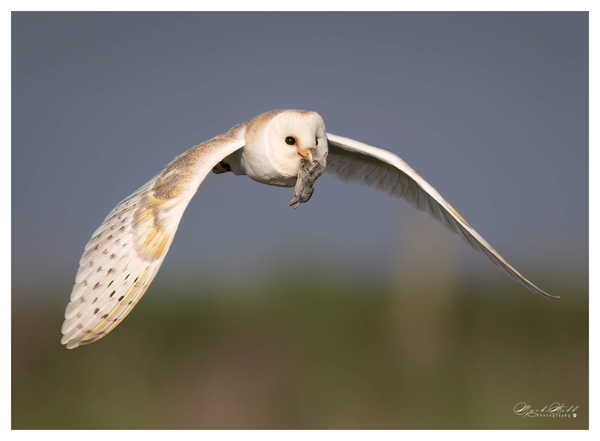 Barn Owl Bempton Cliffs May 2023