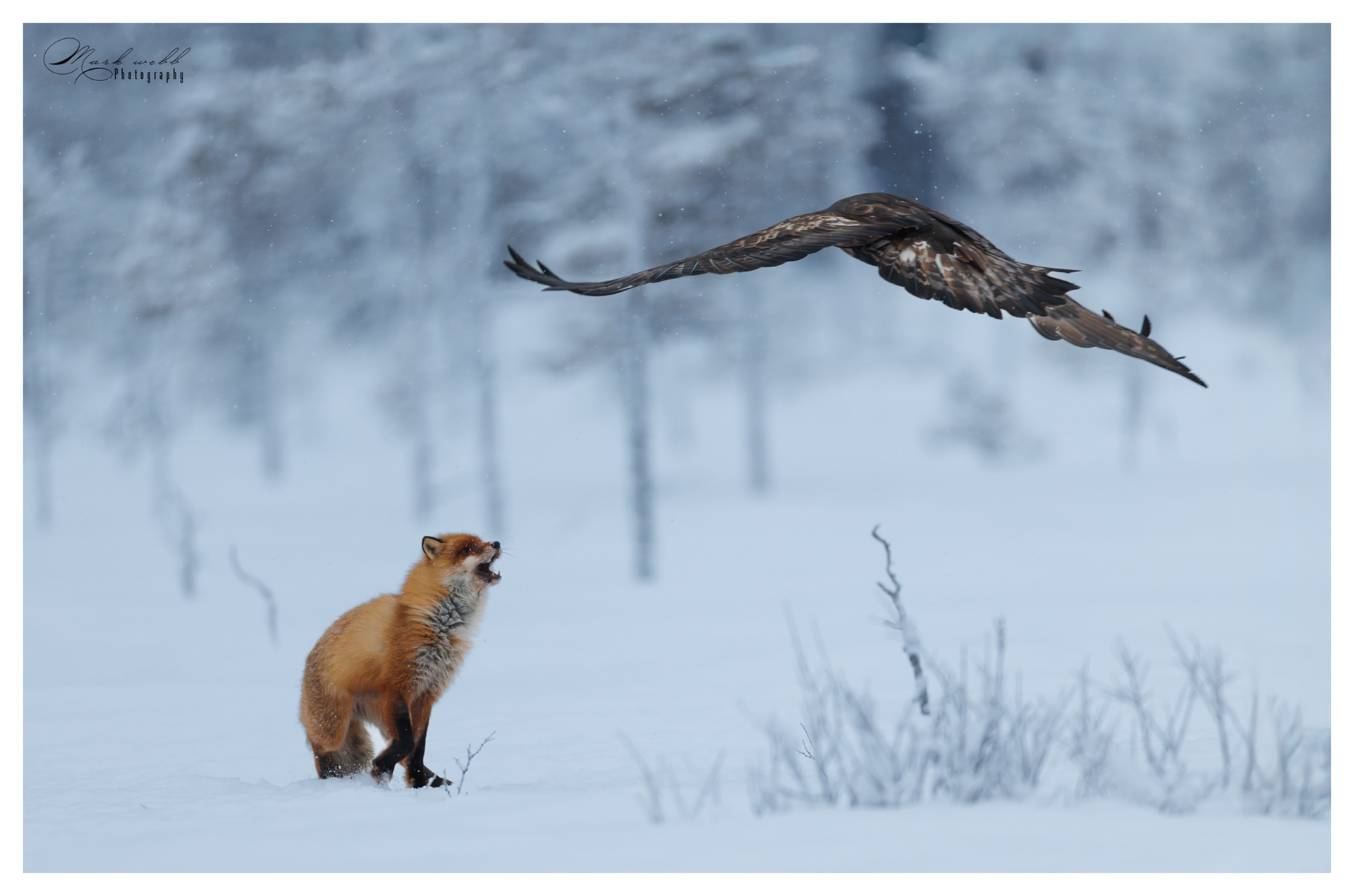 Red Fox v Golden Eagle
