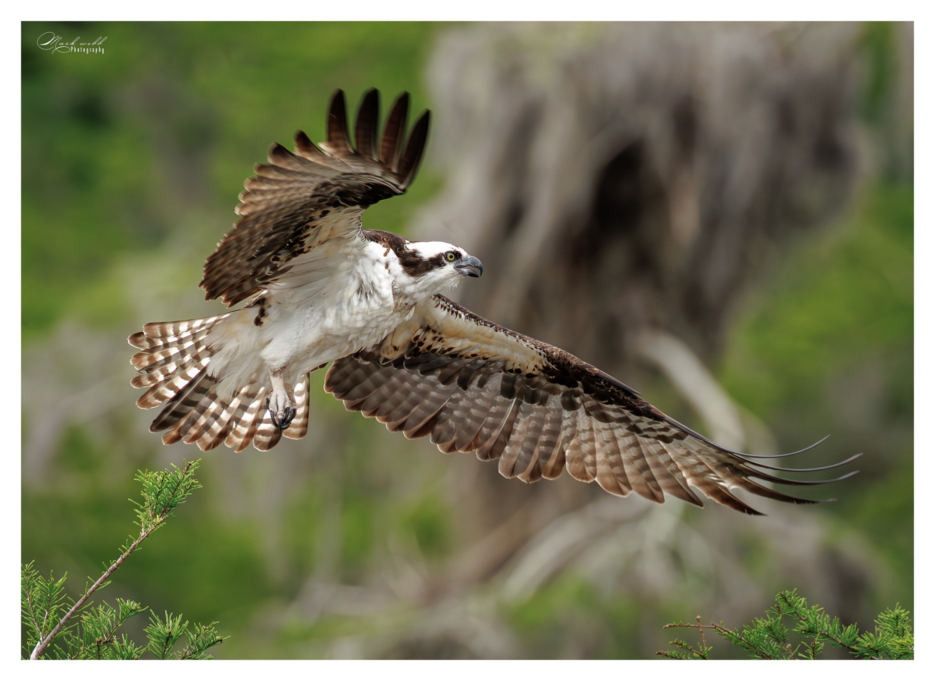 Osprey Blue Cypress Lake