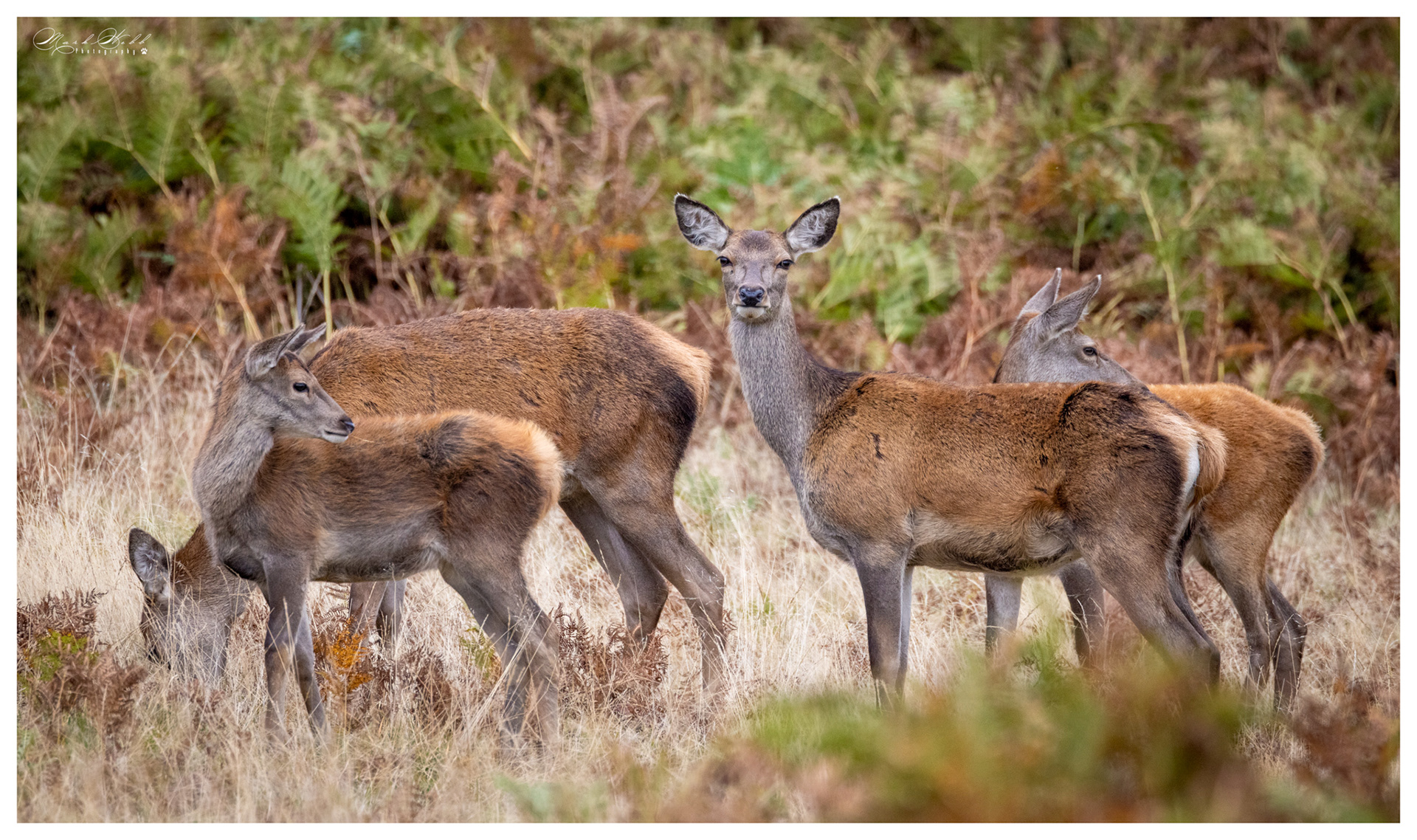 Bradgate Park October 2023