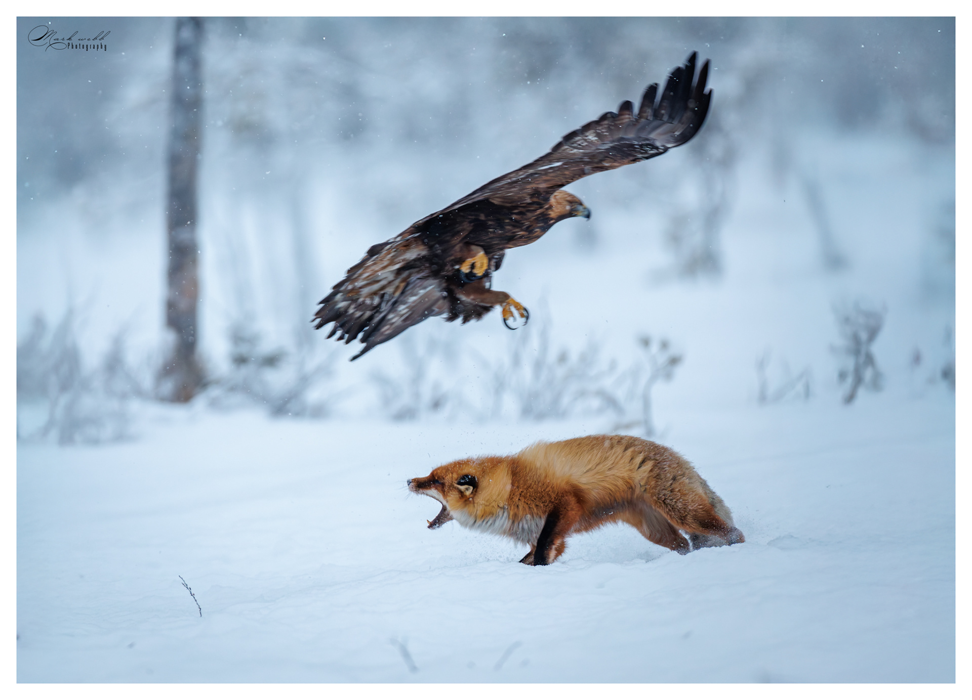 Red Fox v Golden Eagle