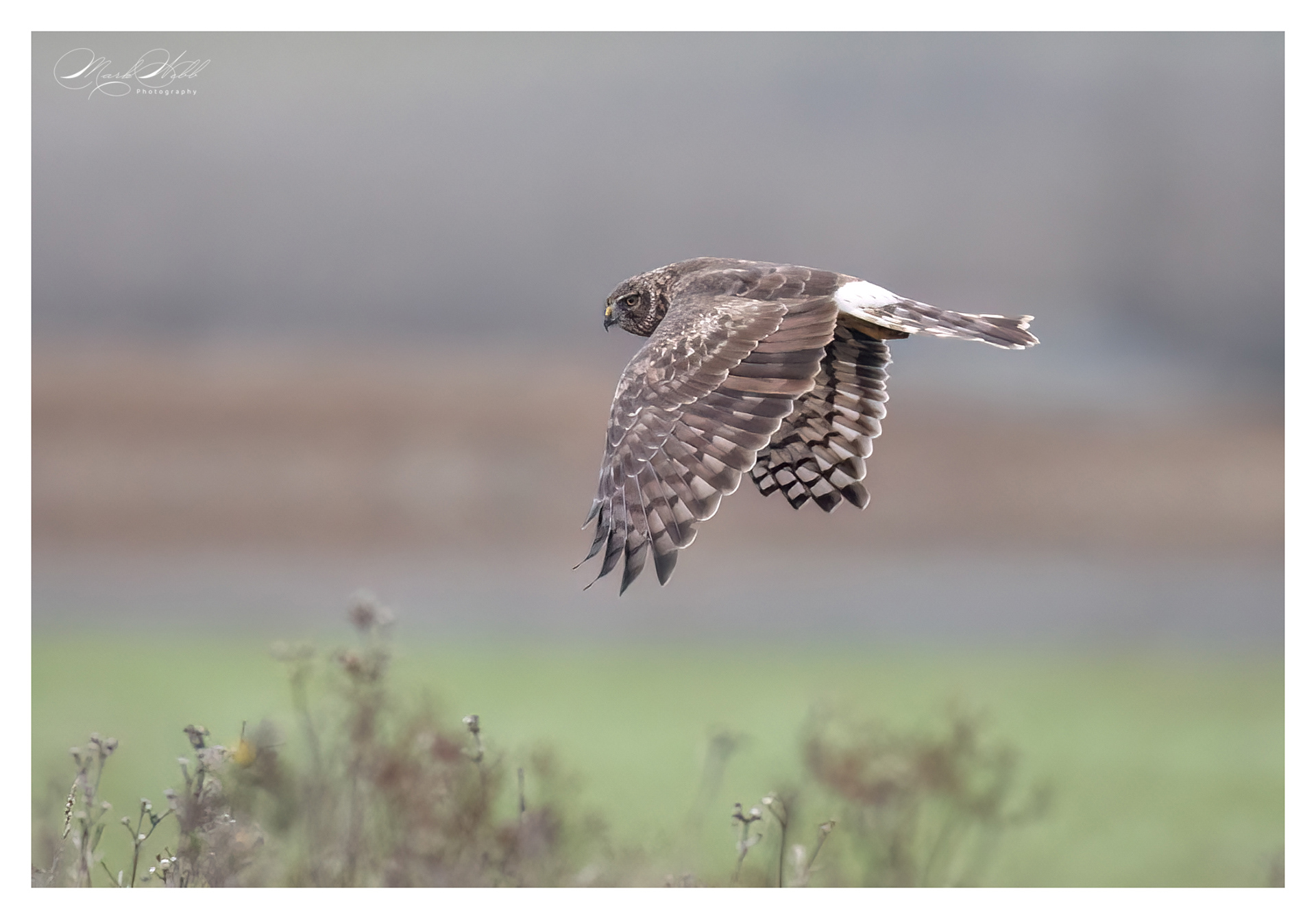 Hen Harrier Whiston Lock November 2024