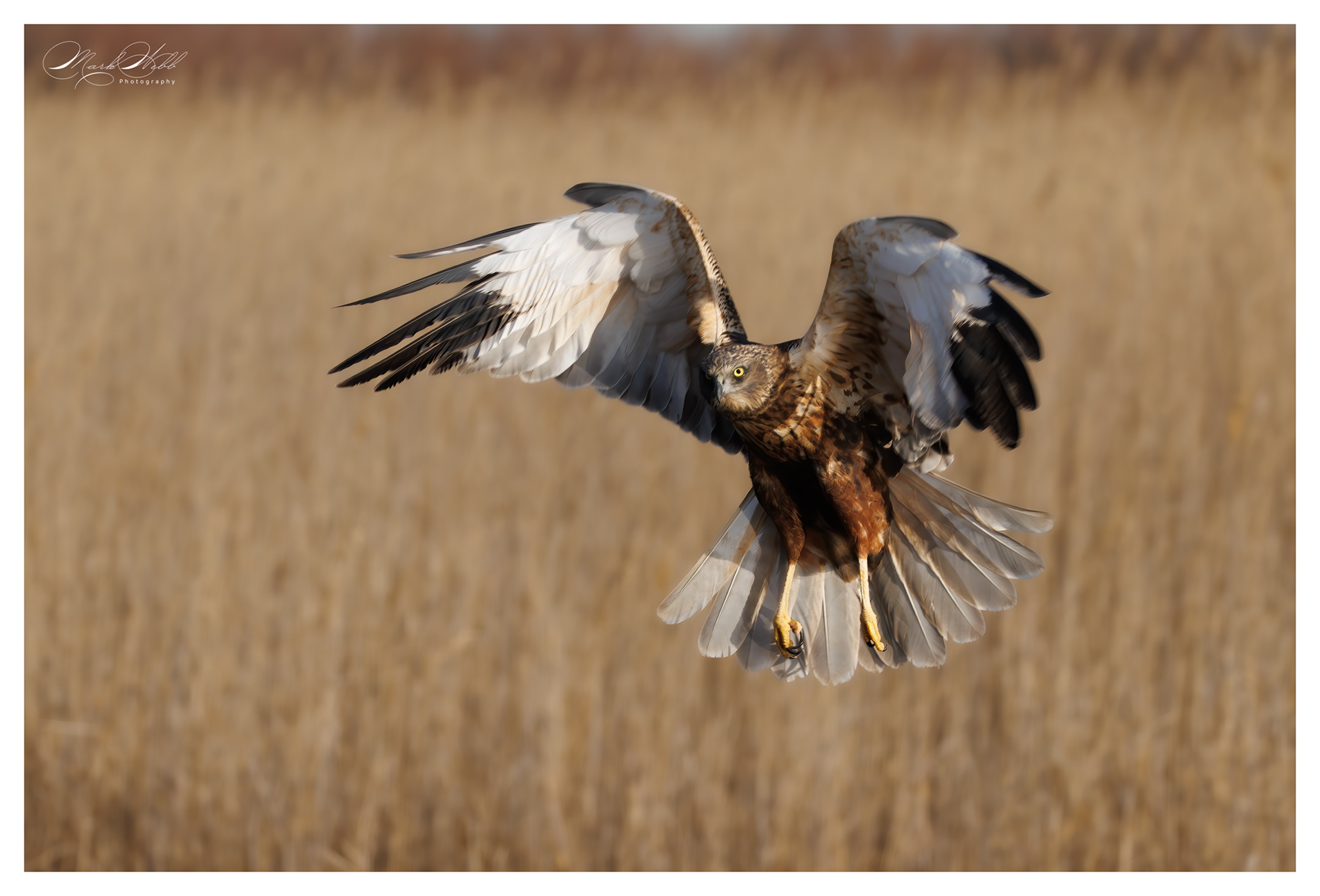 Marsh Harrier
