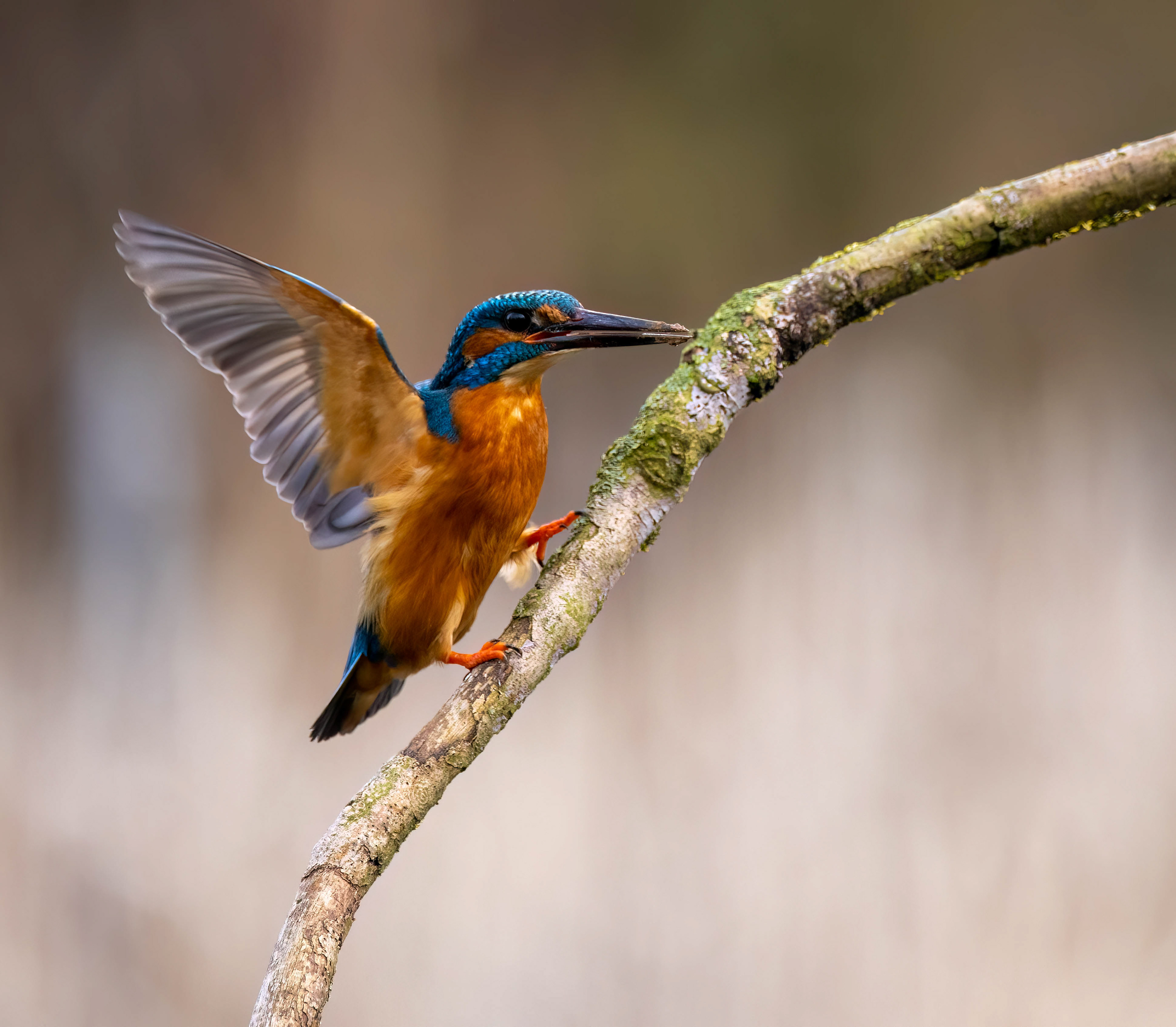 Wildlife Hides March 2023