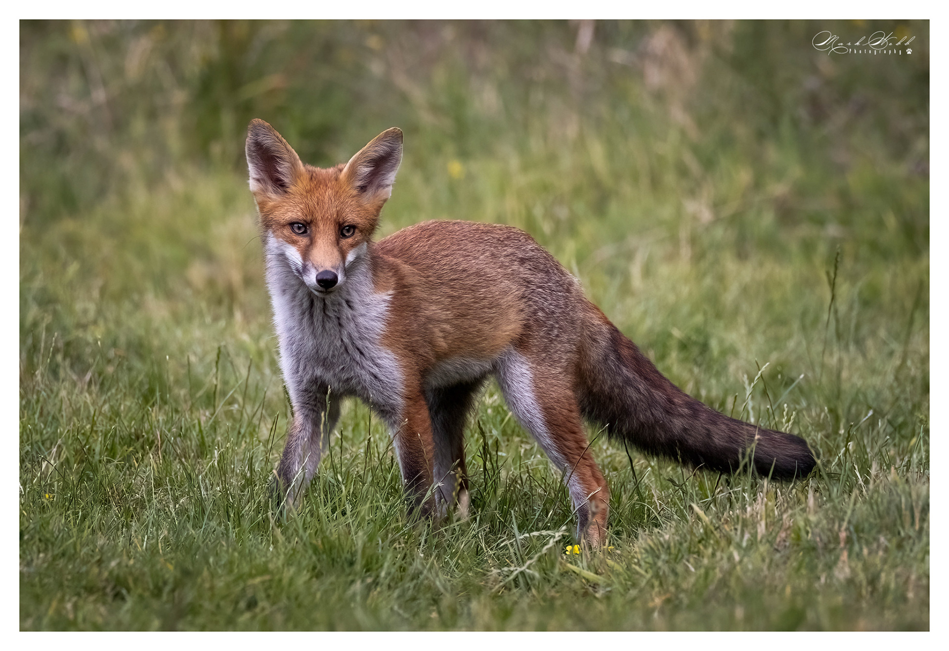 Essex Foxes July 2023
