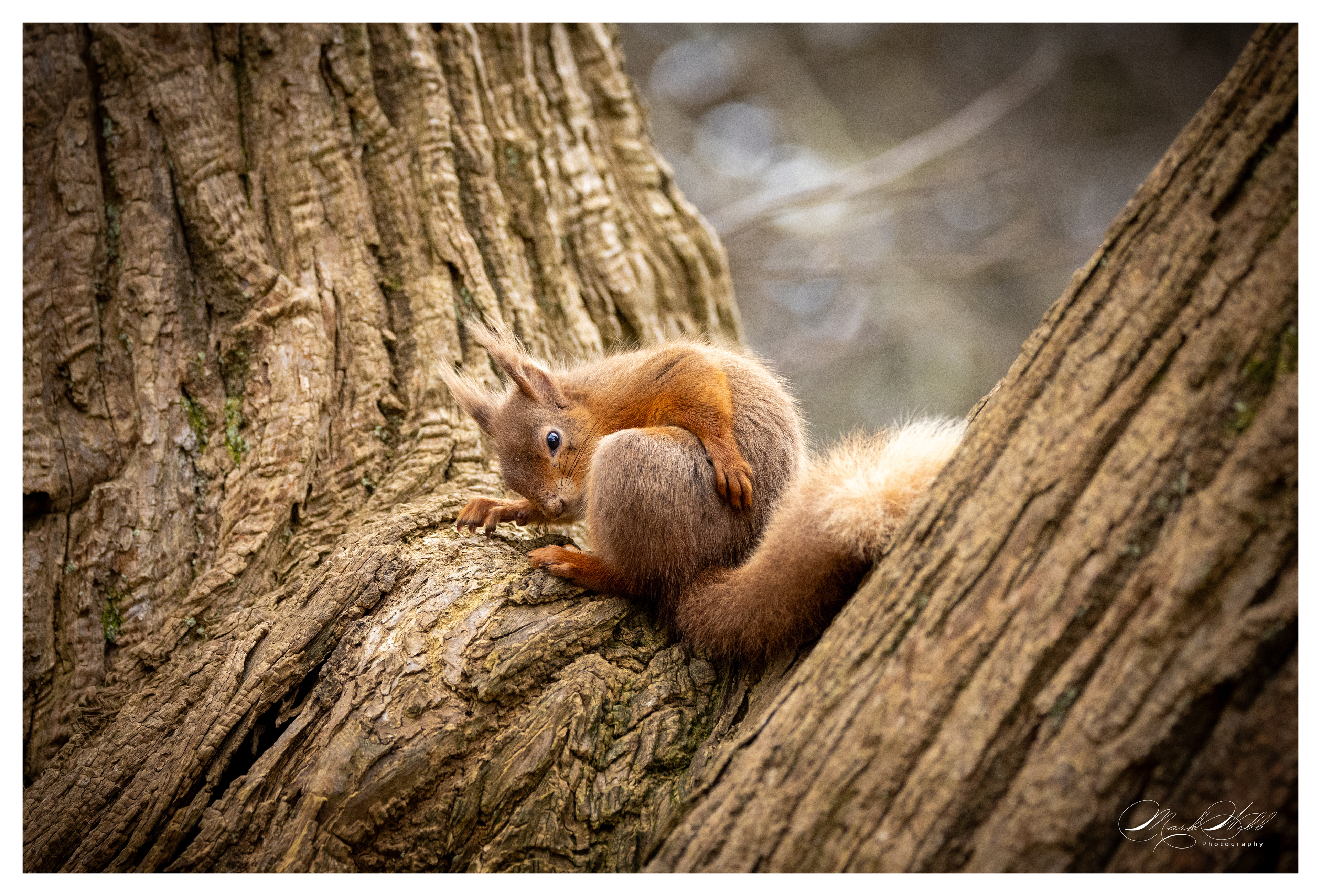 Red Squirrell Brownsea Island March 2024