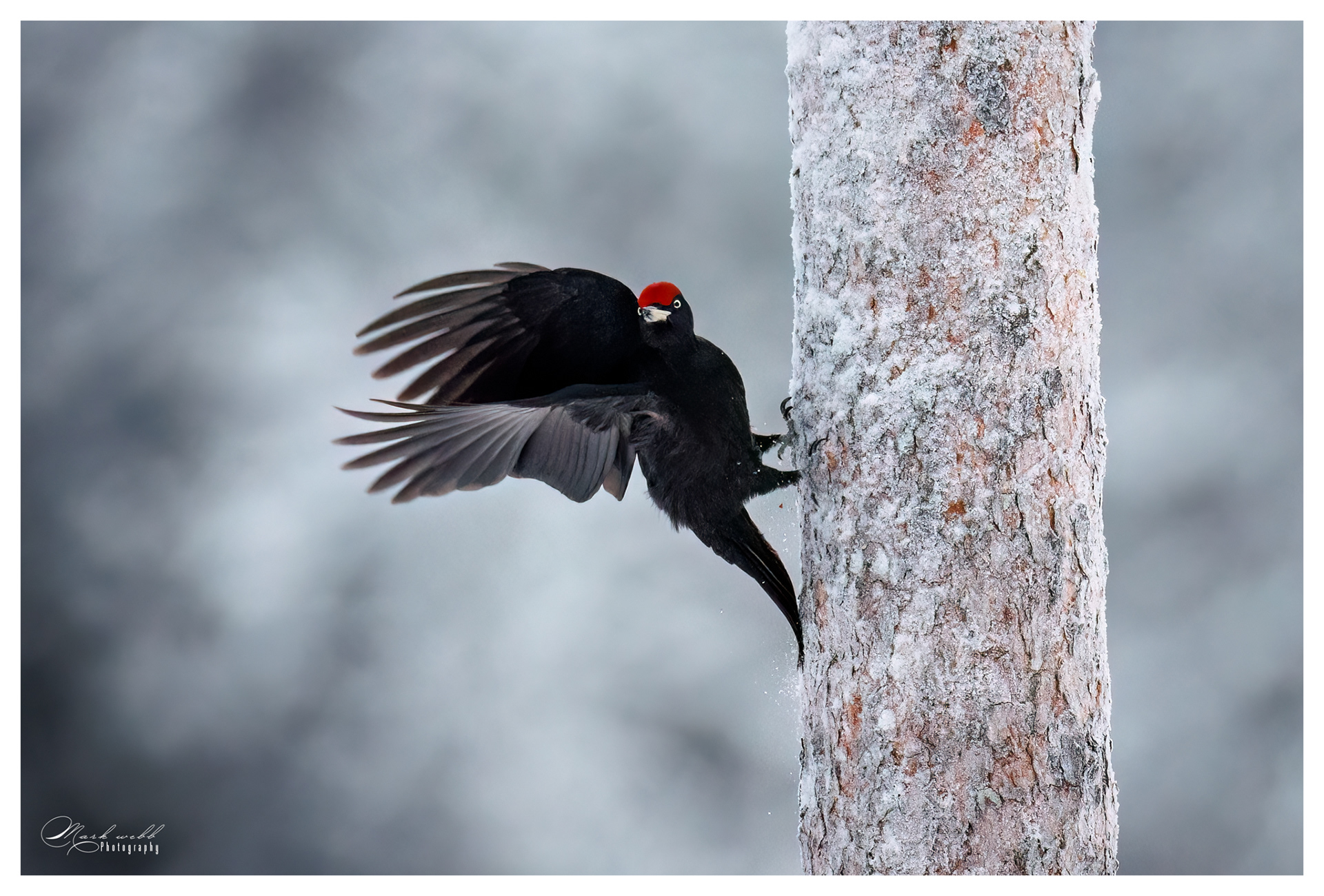 Black Woodpecker