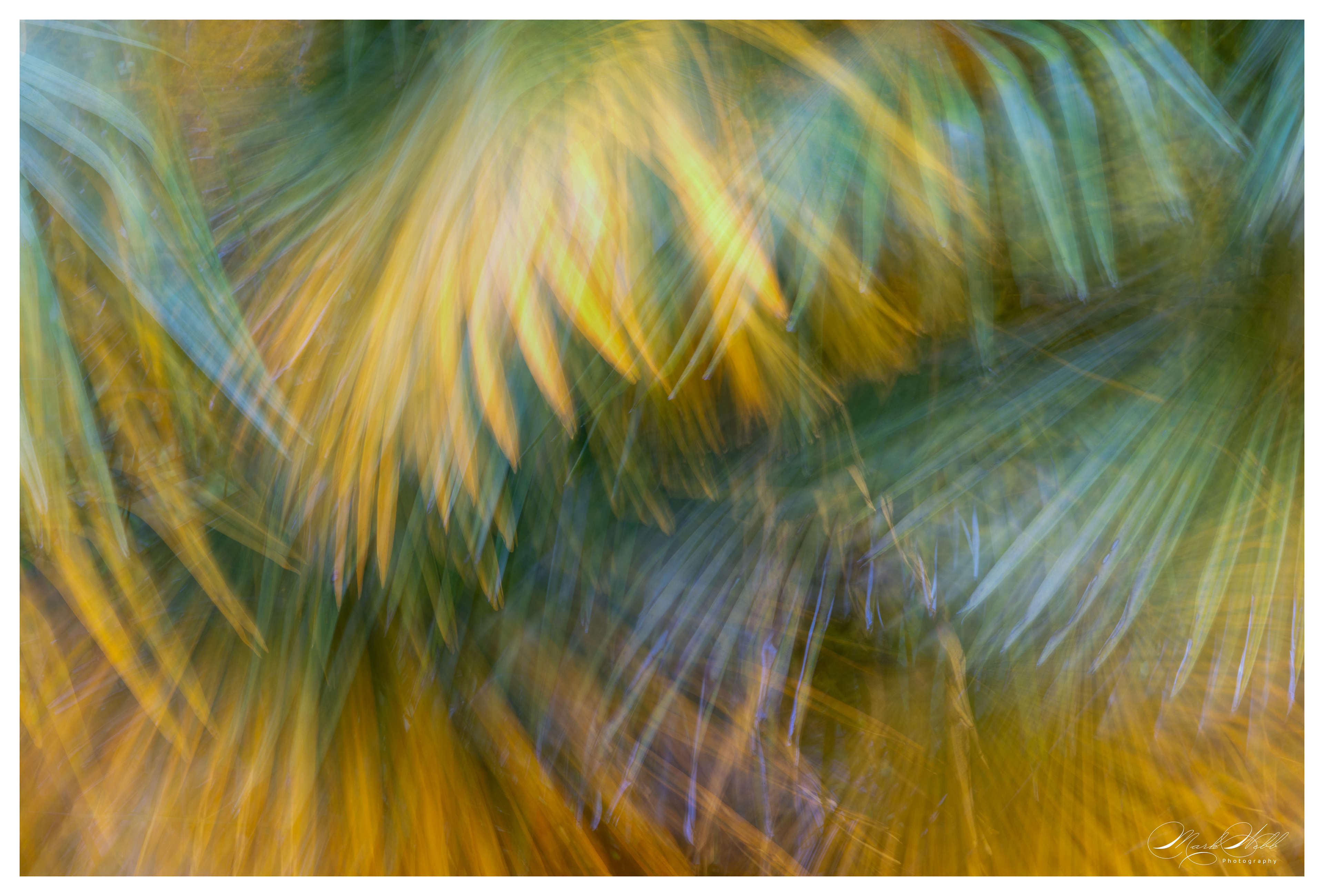 Batsford Arboretum June 2024